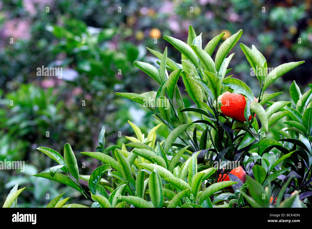 Satsuma tree hires stock photography and images Alamy