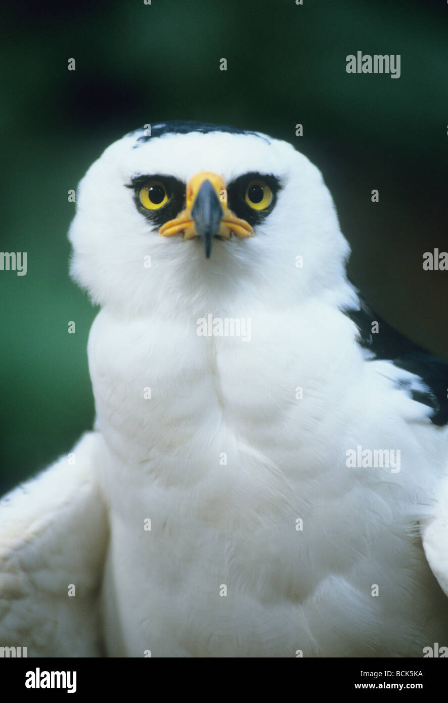 Black and White HawkEagle (Espizaetus melanoleucus) Atlantic Forest