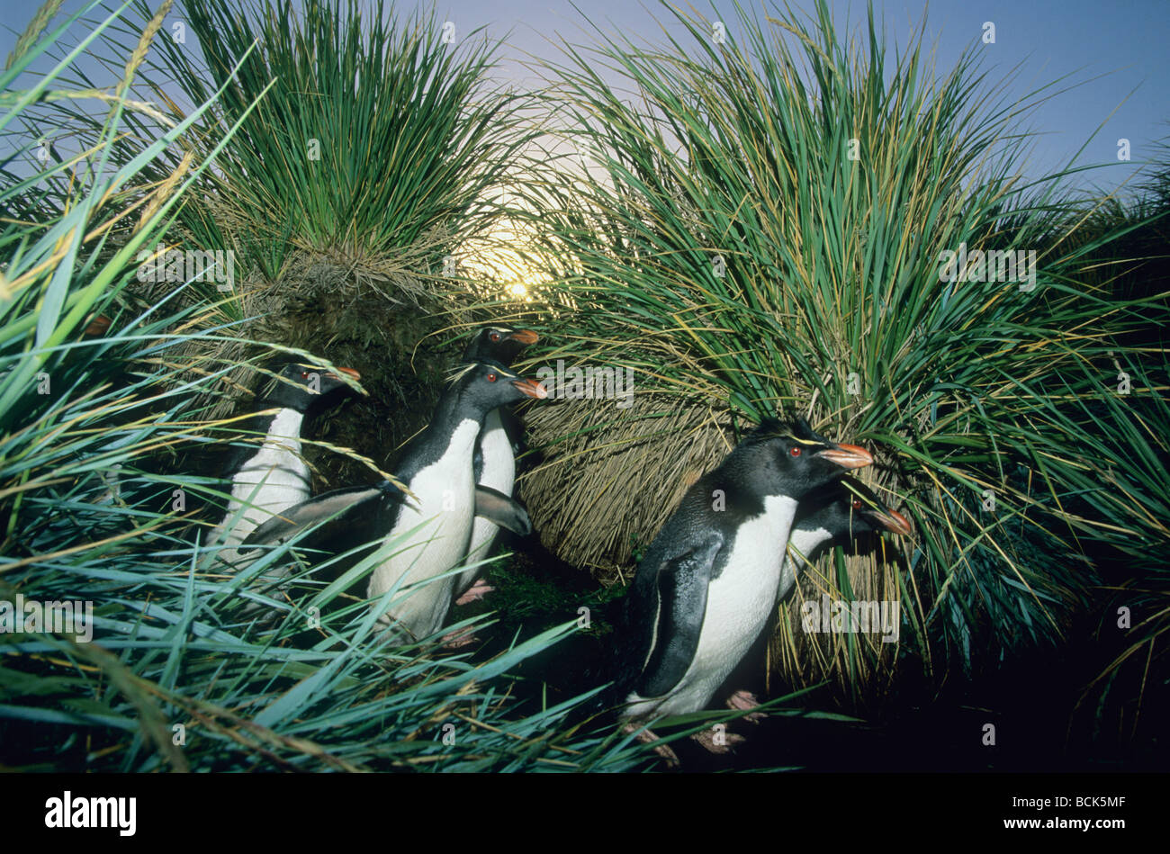 Rockhopper Penguins (Eudyptes chrysocome) Walking through Tussock Grass to nesting sites, Falkland Islands Stock Photo