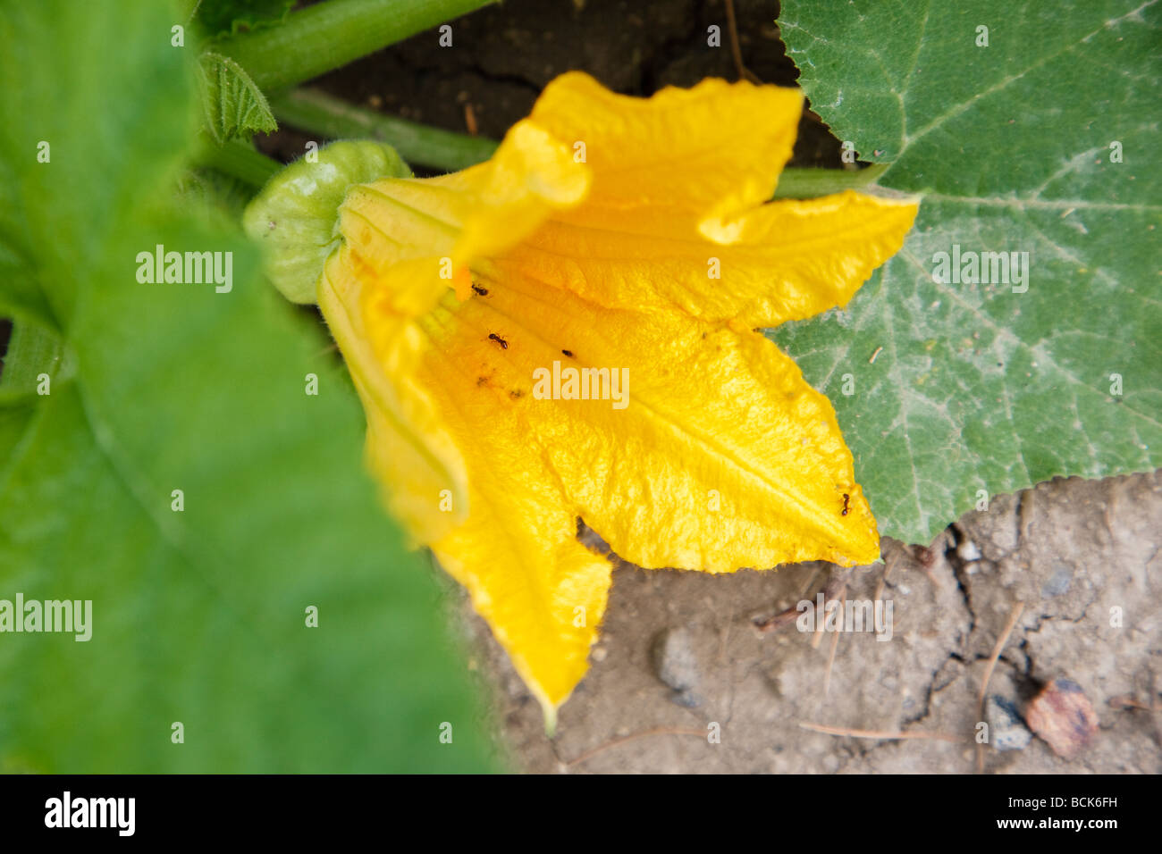 July 2009 Young Turban squash with flower bud Stock Photo