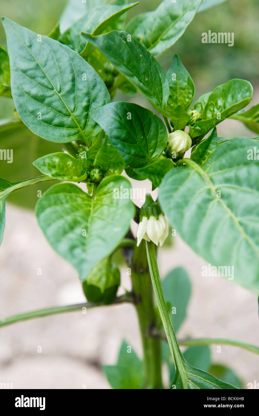 Pepper plants with flower buds and young green peppers Stock Photo Alamy