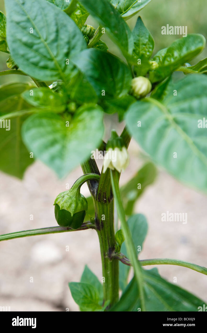 pepper plant flowers pepper plant flowers