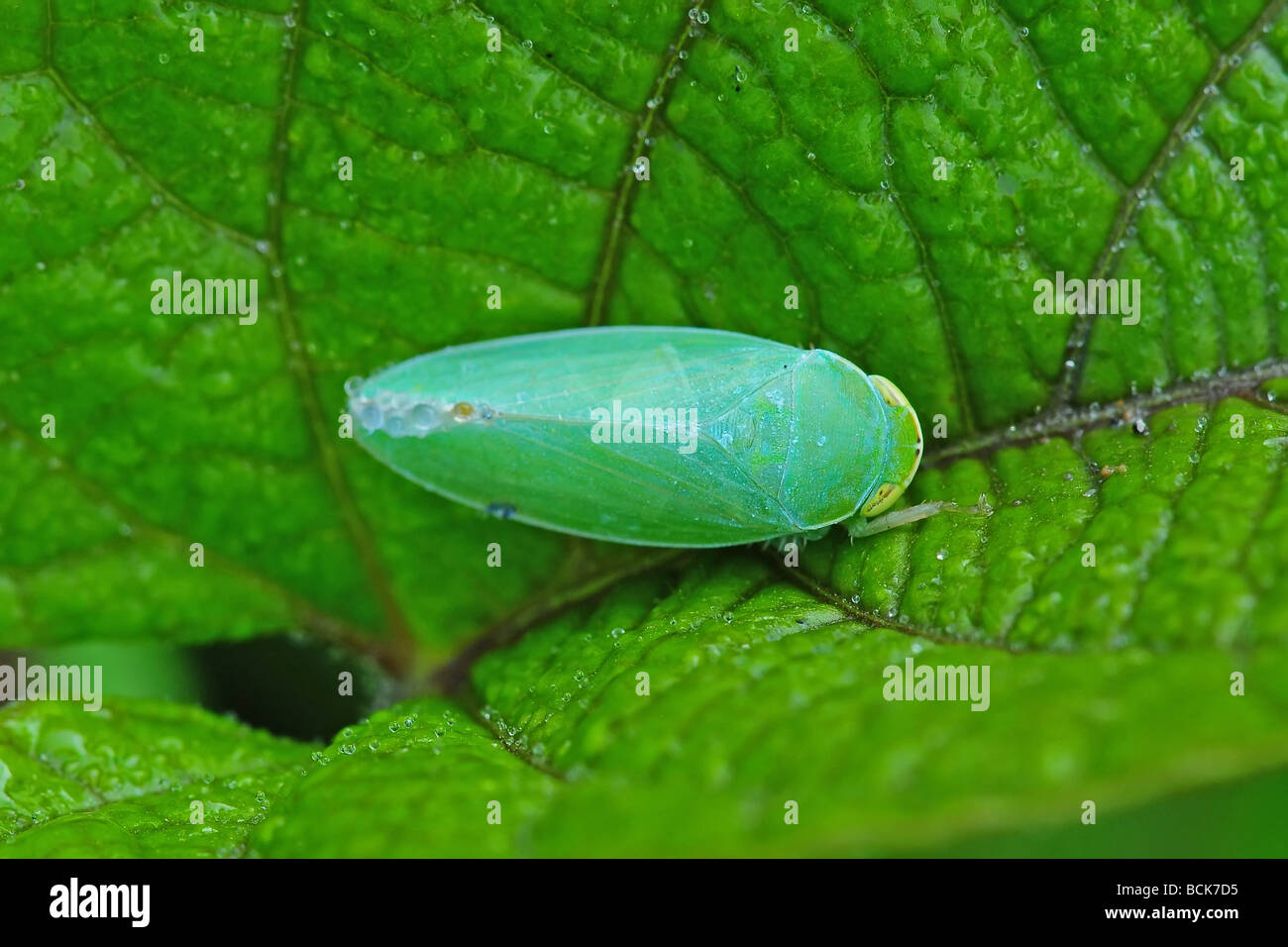 green bug and leaf in the parks Stock Photo