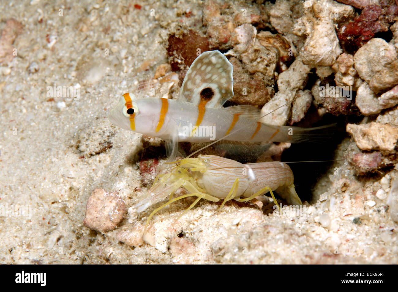 Randalls Shrimpgoby, Amblyeleotris randalli living in a symbiotic relationship with White Lined snapping shrimp, Alpheus ochrostriatus Stock Photo
