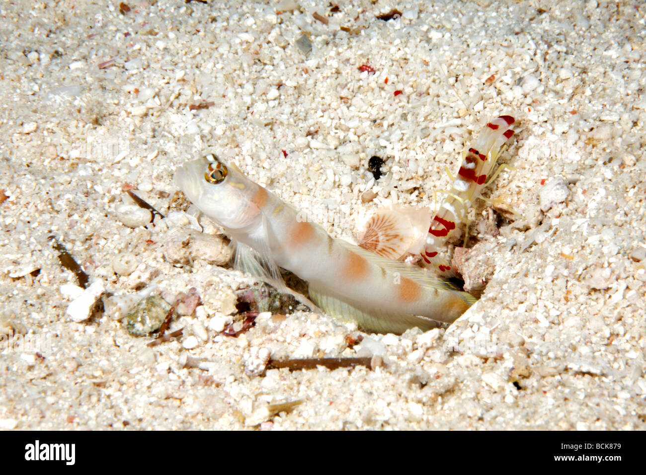 Steinitz shrimpgoby, Amblyeleotris steinitzi in a symbiotic relationship with a Randalls snapping shrimp. Alpheus randalli Stock Photo