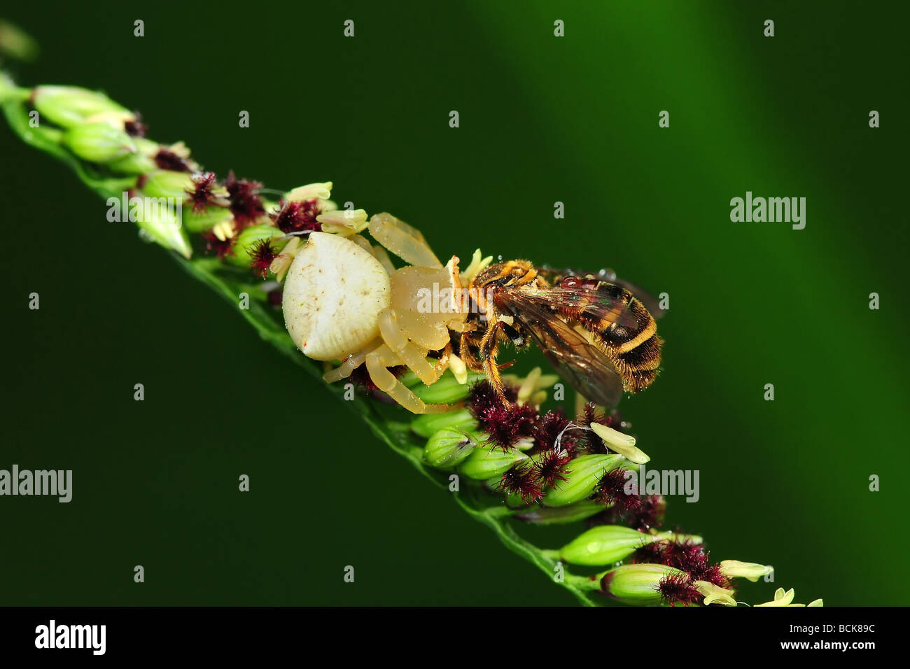 crab spider eating a bee in the parks Stock Photo