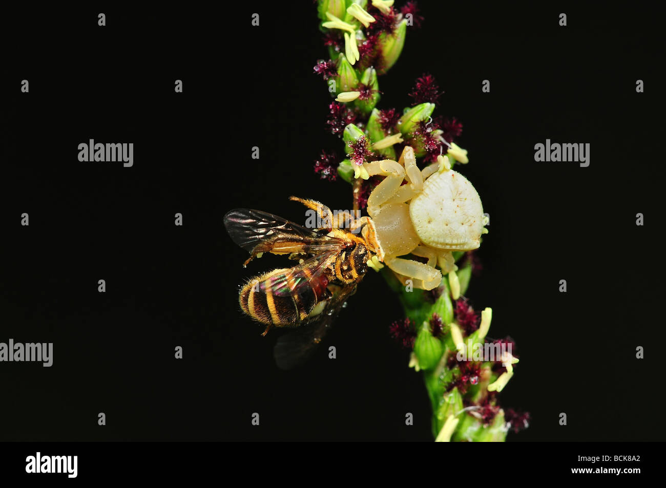 Crab spider eating a bee in the parks Stock Photo Alamy