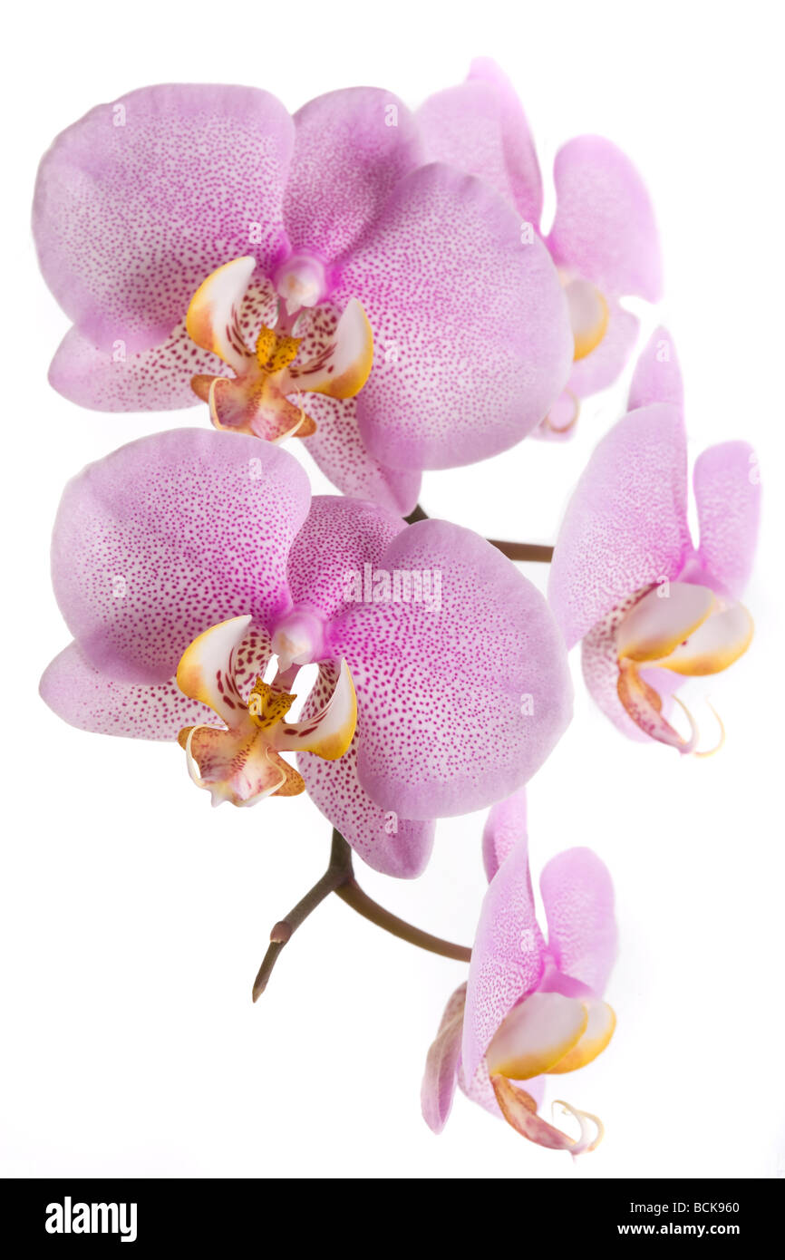 Pink Flowers. Orchid on White background Flowers Stock Photo - Alamy