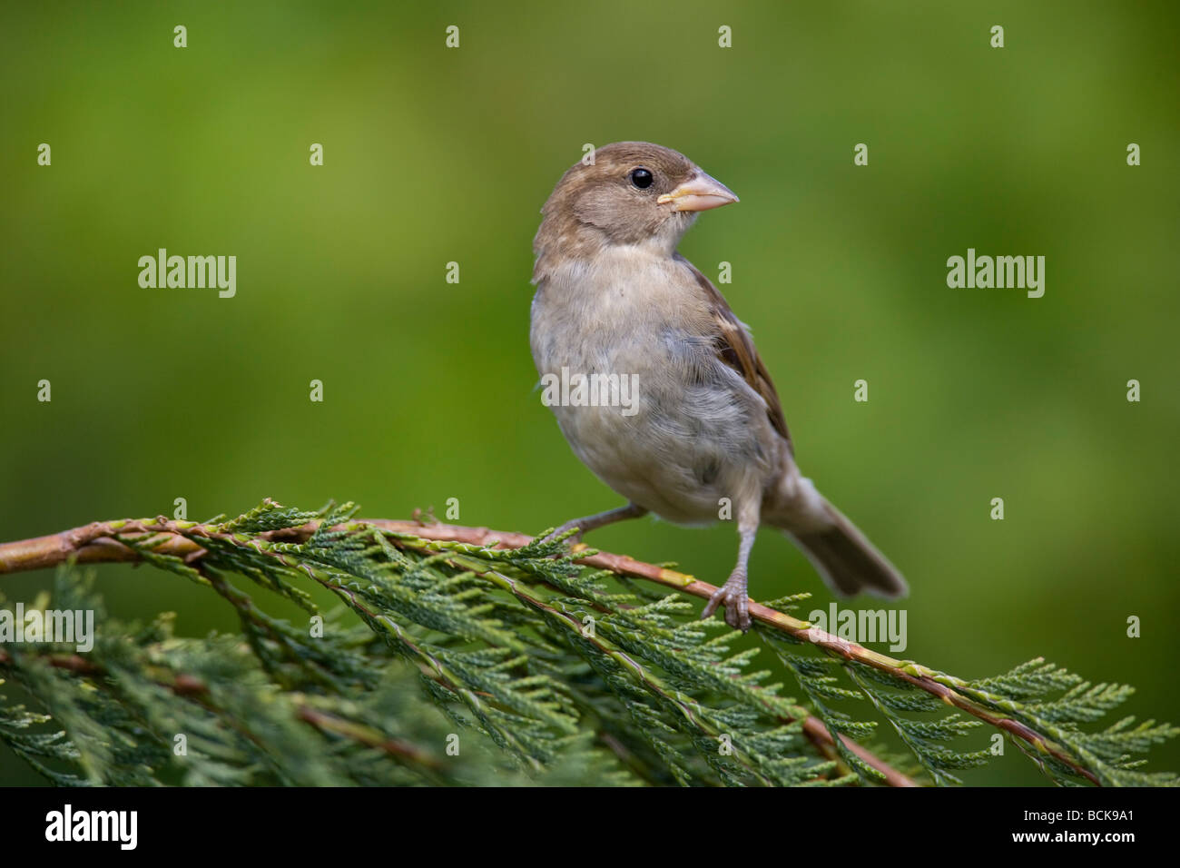 House Sparrow Passer domesticus Passeridae Female Stock Photo