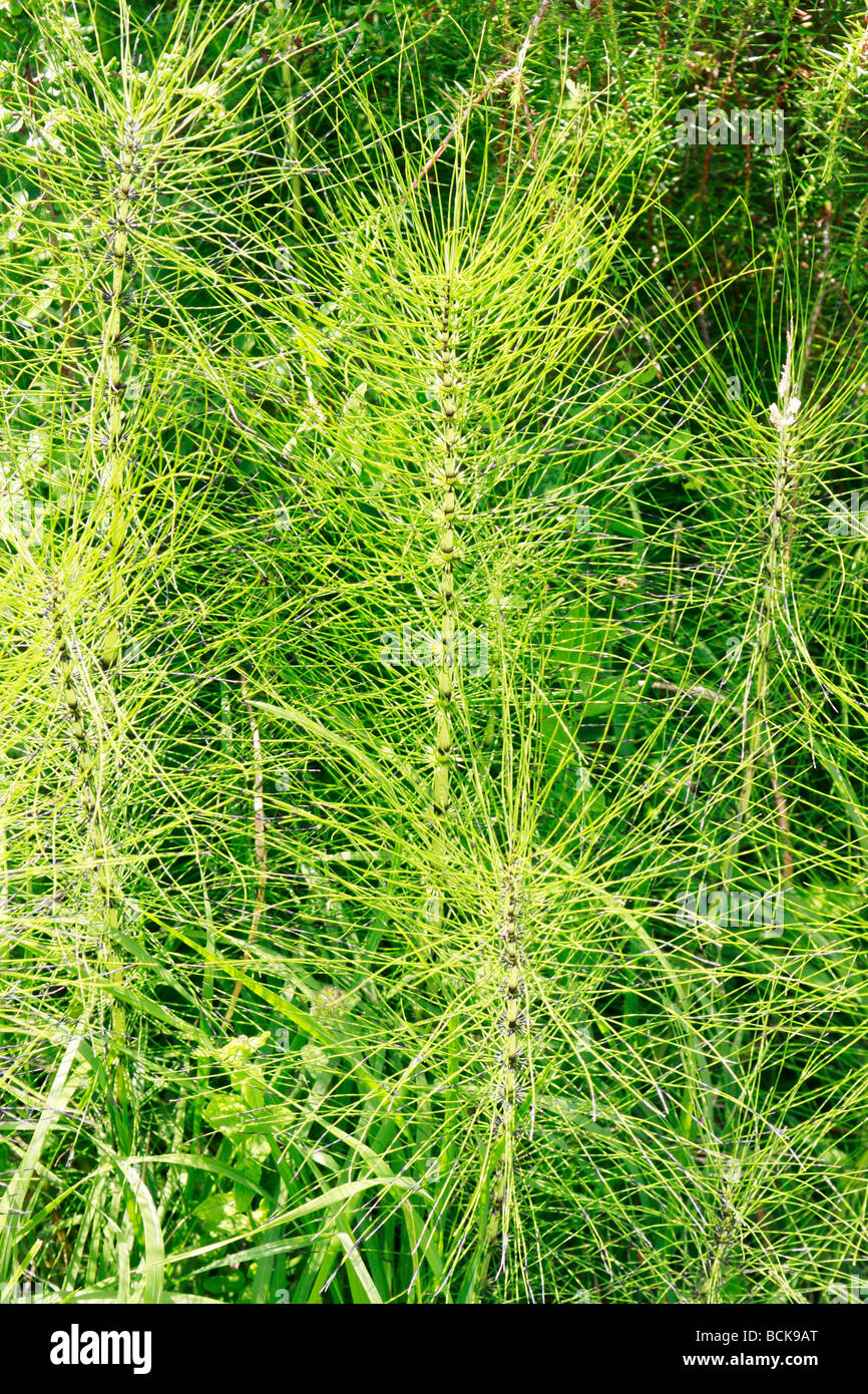 Horsetail Weed Identification