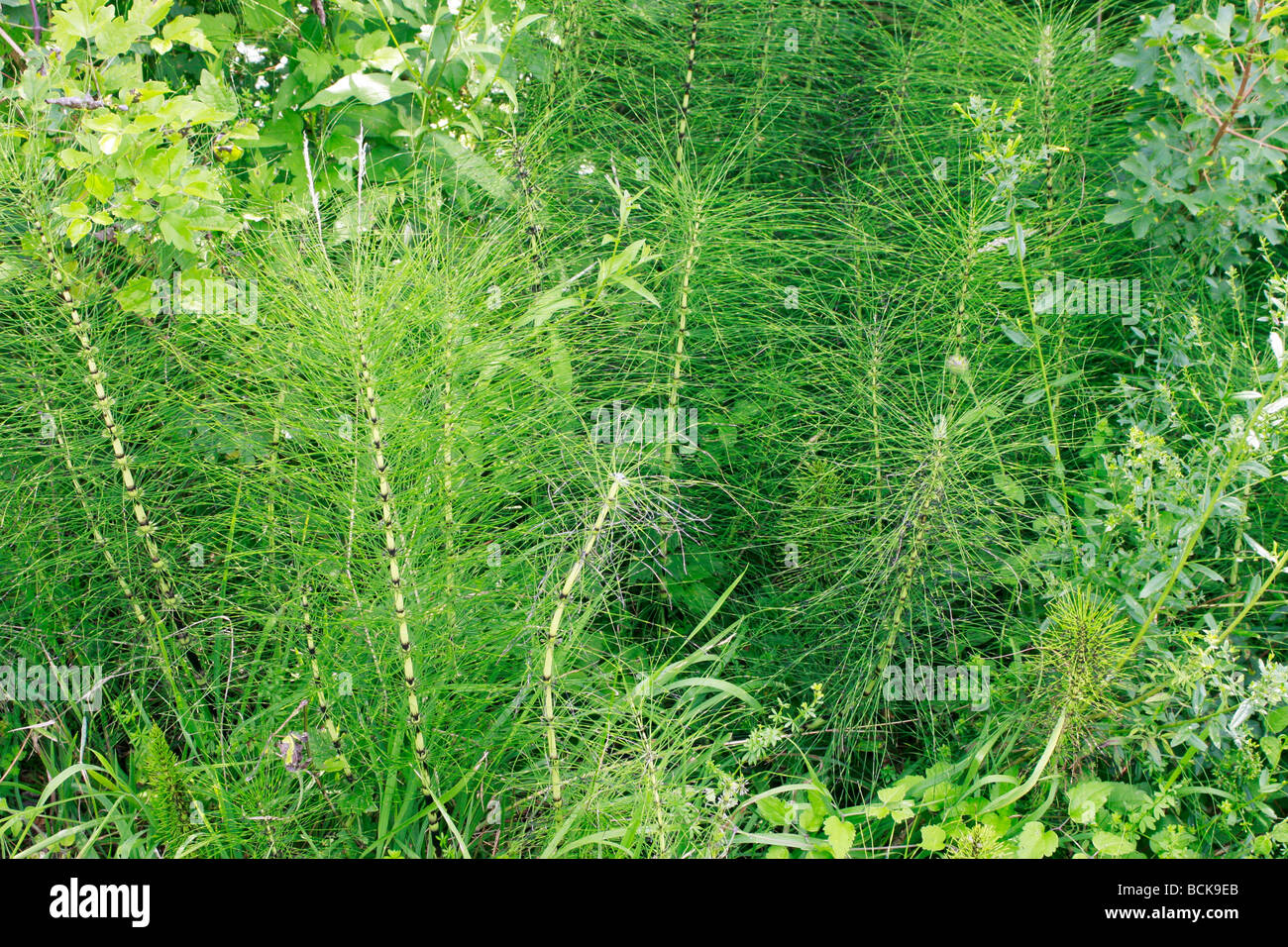 Common Horsetail is an extremely invasive weed which is nearly ...