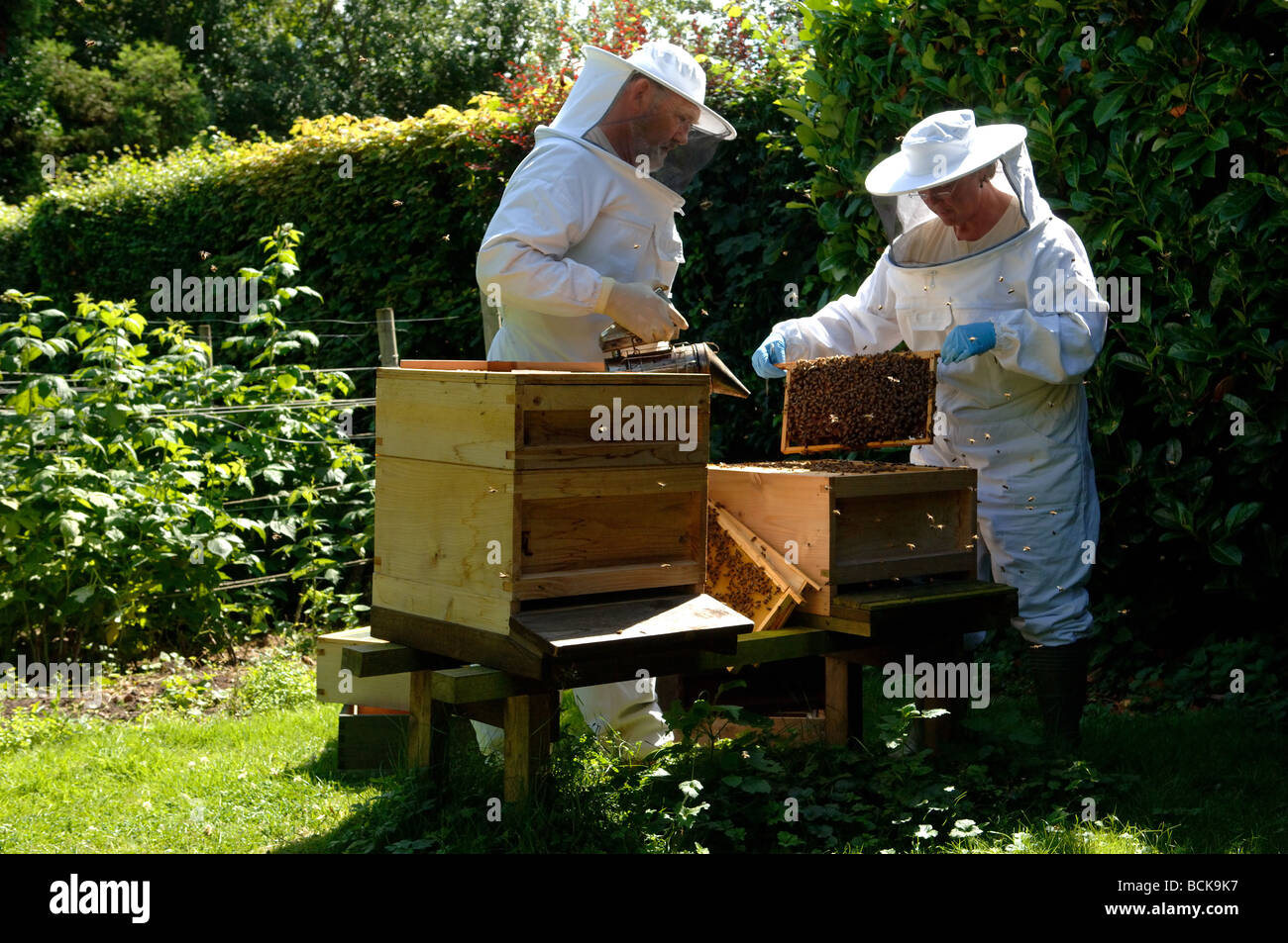 Bee keeper inspecting brood frames in a bee hive Stock Photo Alamy