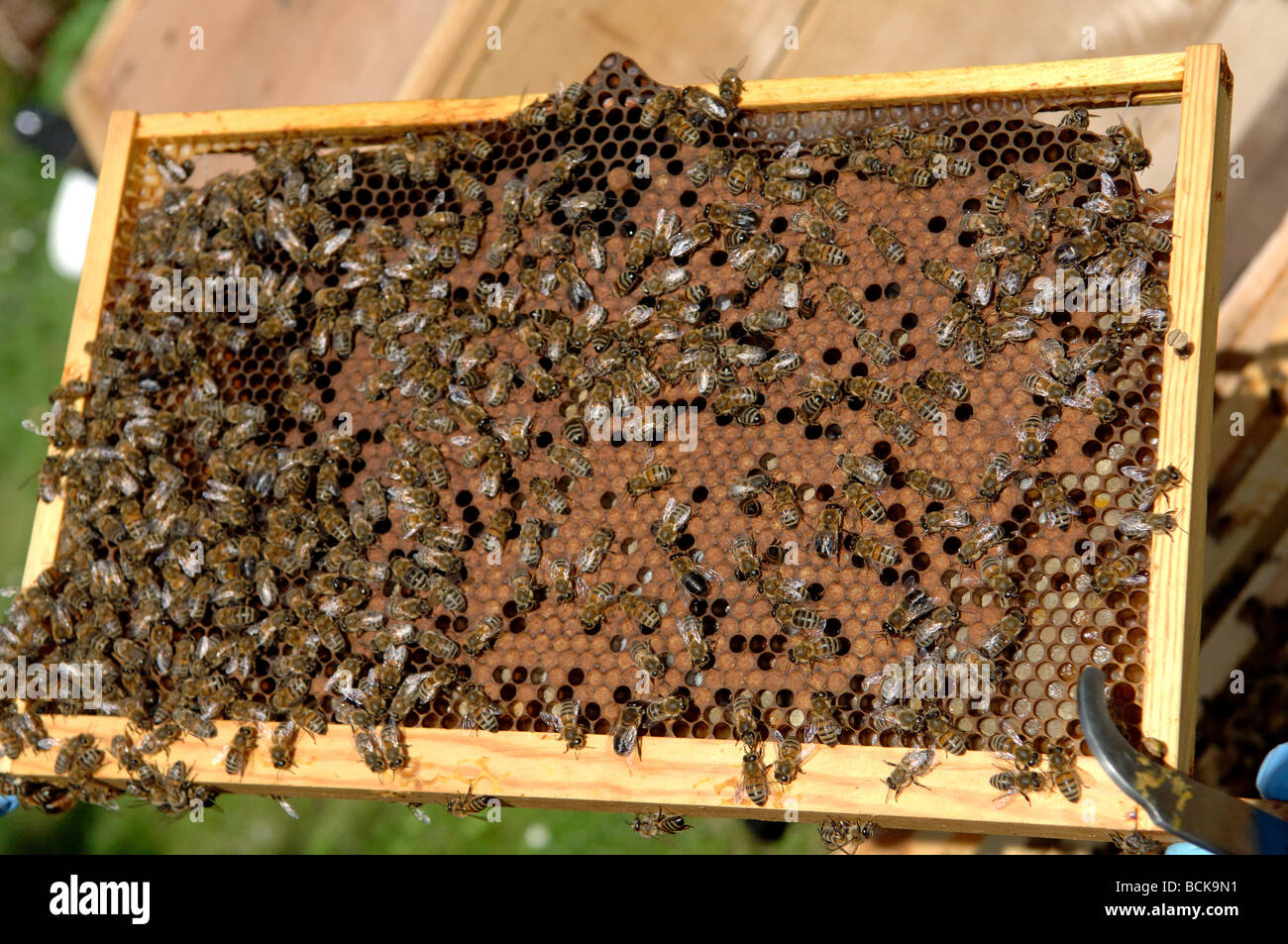 Brood frame from bee hive Stock Photo Alamy