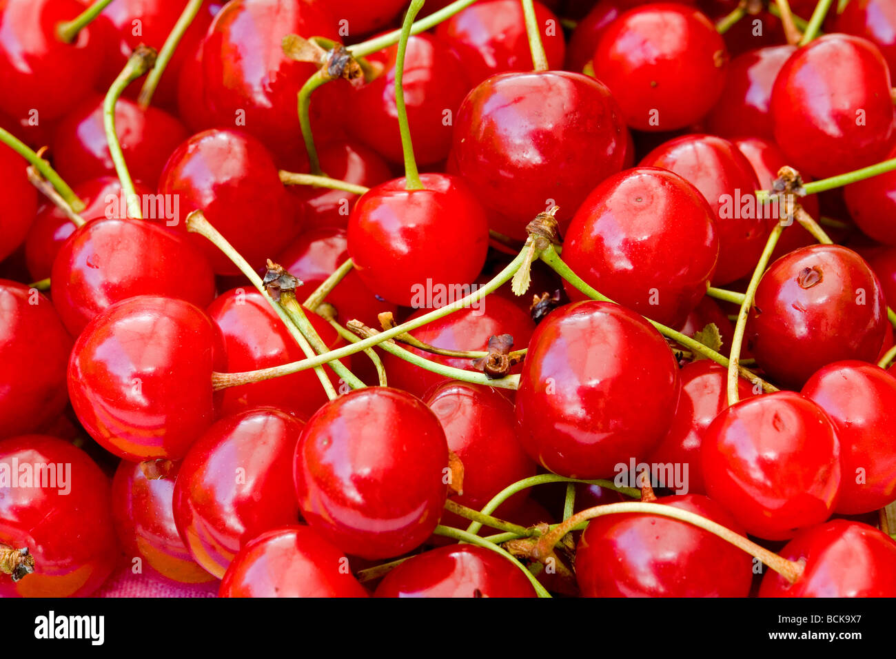 Newly gathered "Montmorency" cherries (Prunus cerasus) France