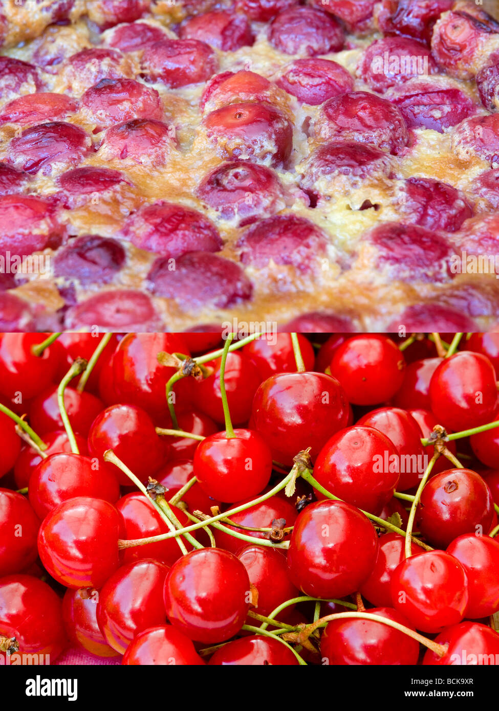 Cherries known as Montmorency (Prunus cerasus) France. Cerises