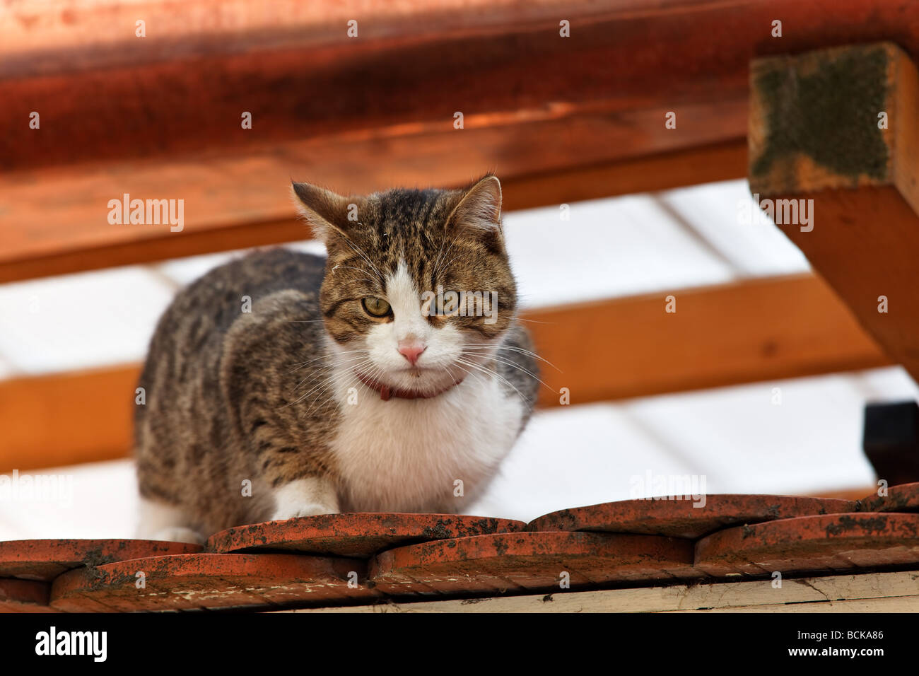 A cat sits on a house roof and waits Stock Photo - Alamy
