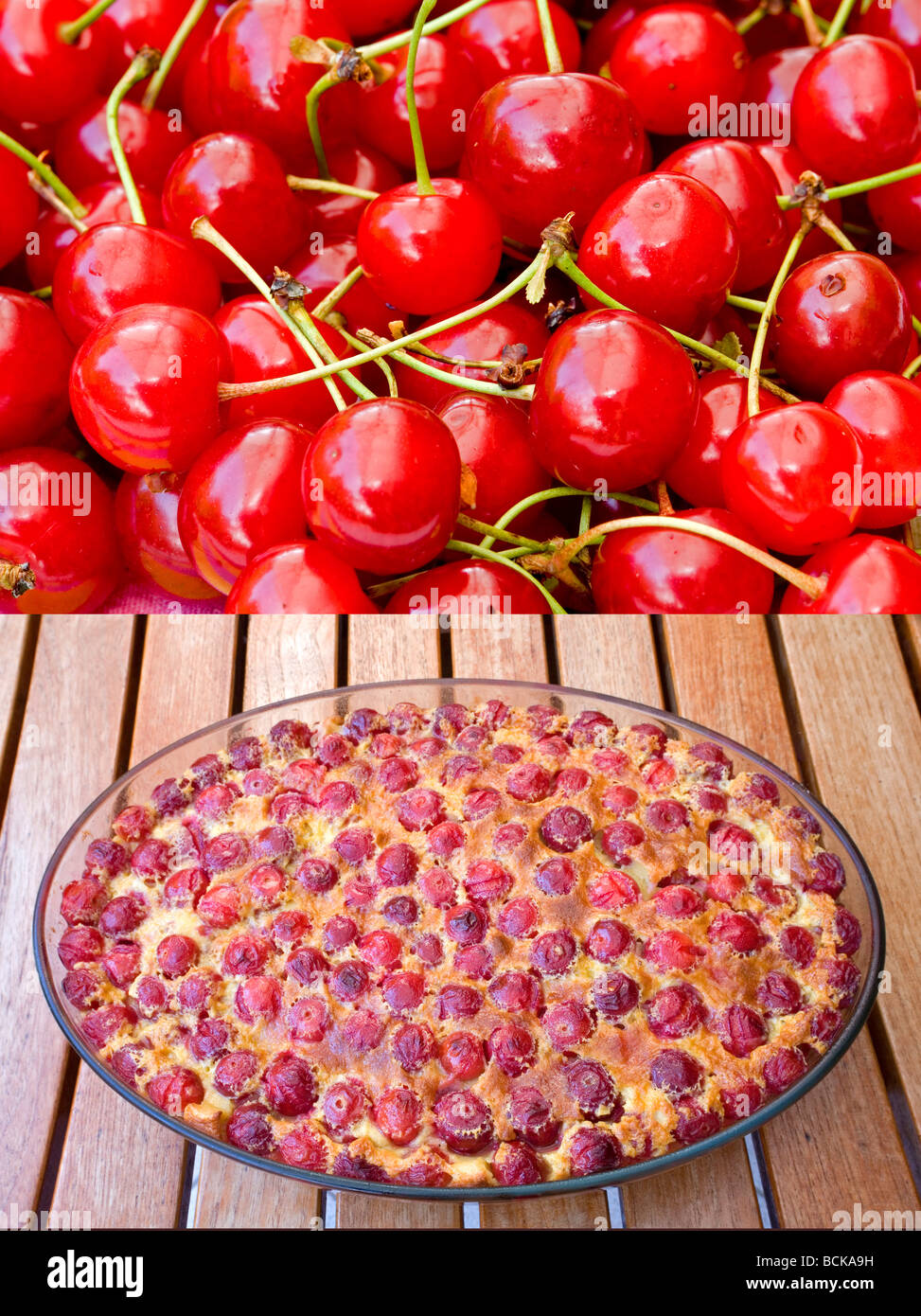 Cherries known as Montmorency (Prunus cerasus) France. Cerises dites de