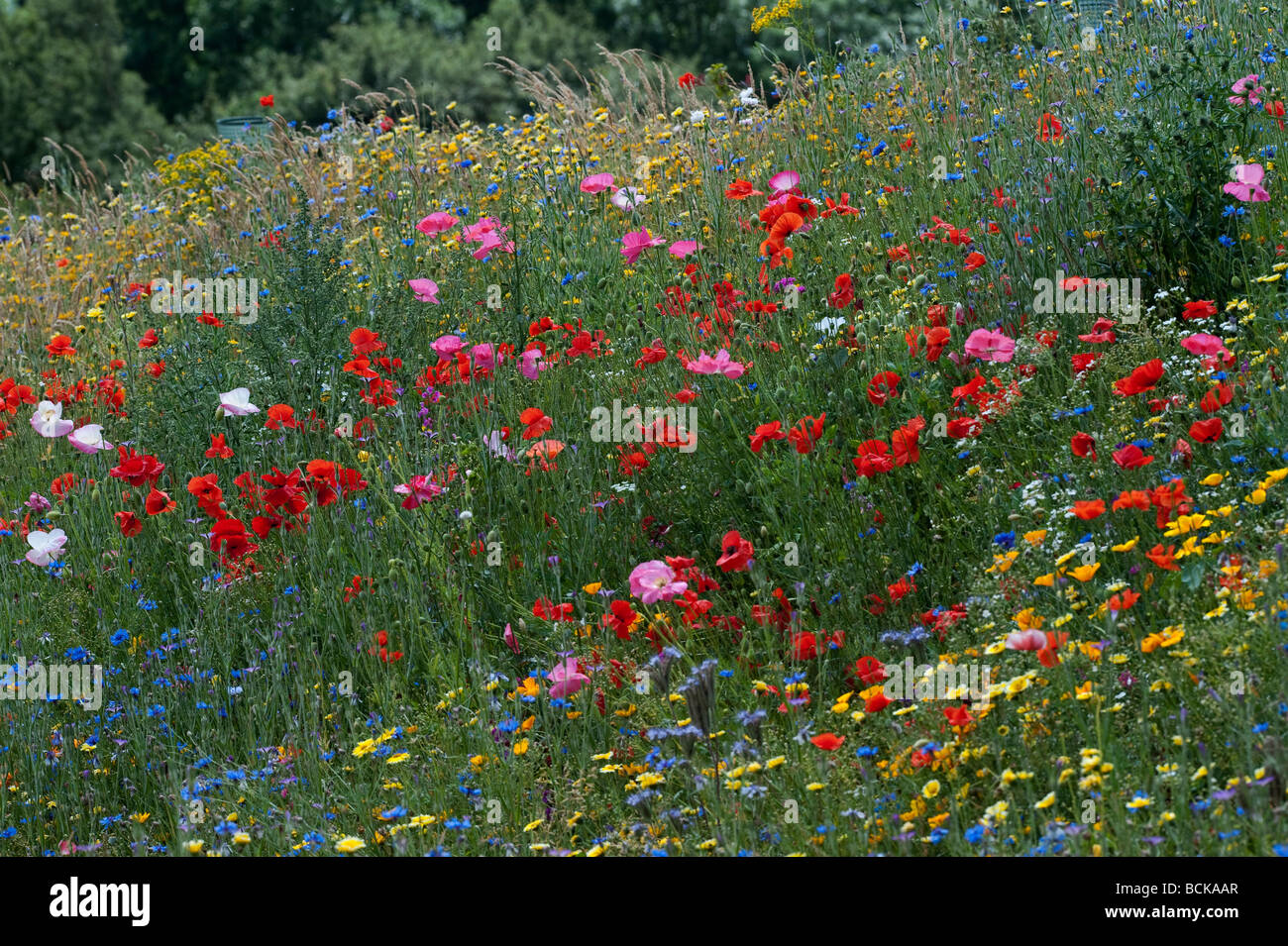 Wildflowers in the english countryside. England Stock Photo