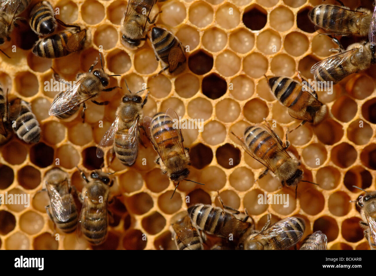Brood frame from a bee hive with larvae Stock Photo Alamy