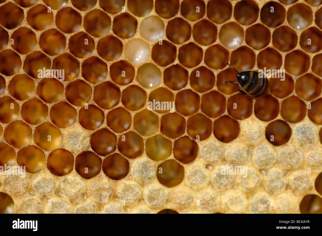 brood frame with eggs, larvae and sealed brood Stock Photo Alamy