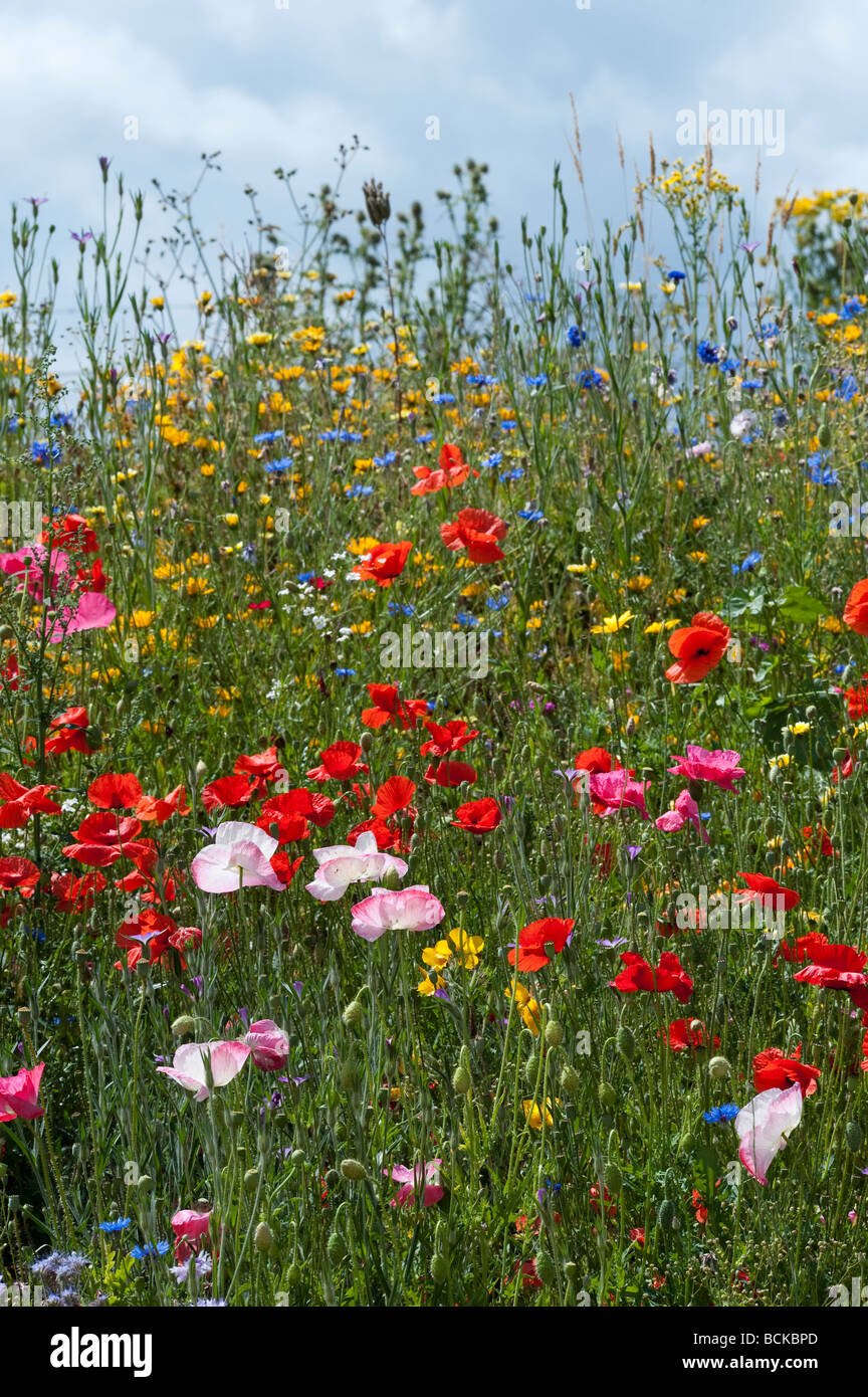 Wildflowers with poppies in the english countryside. England Stock Photo