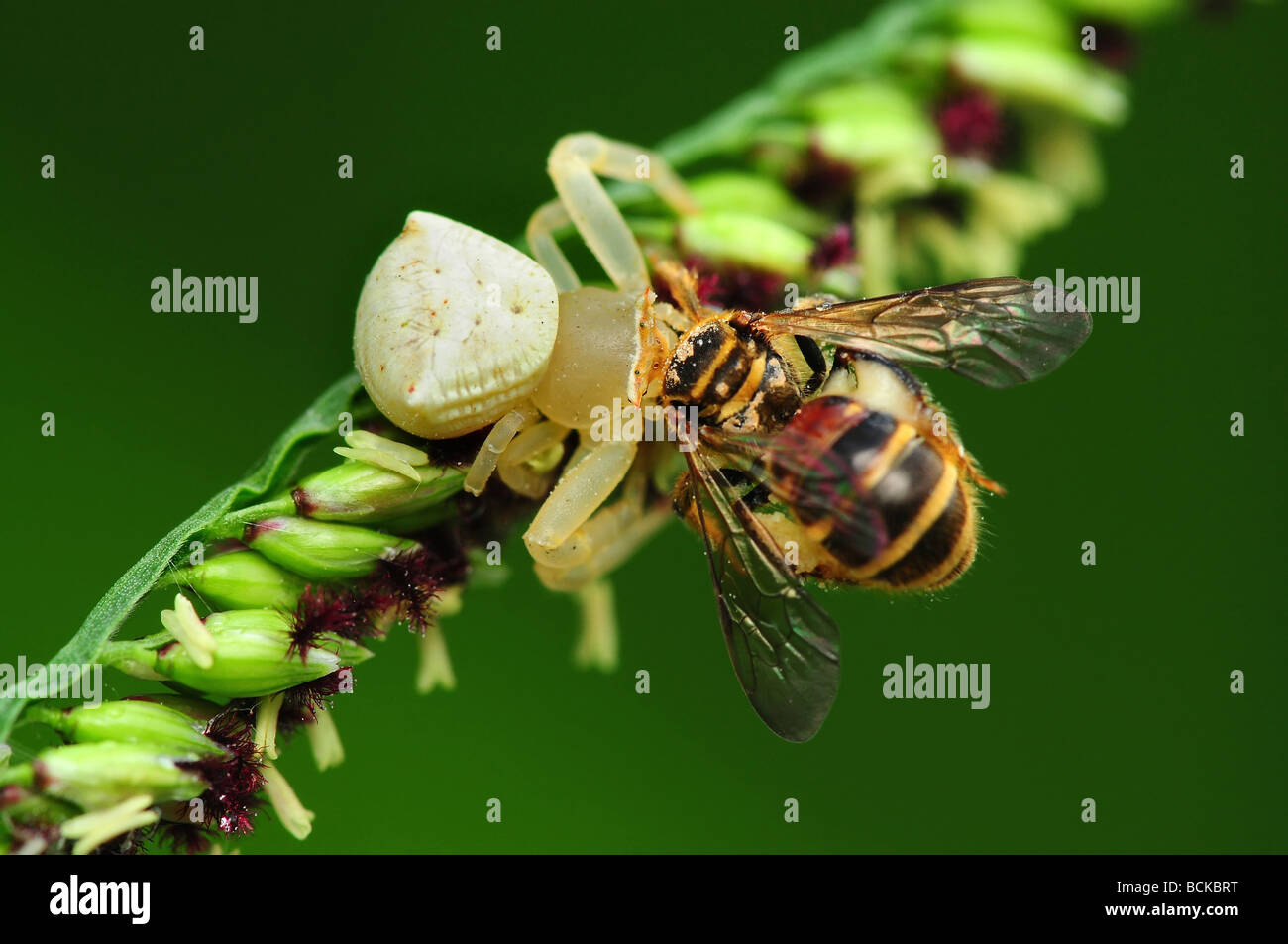 crab spider eating a bee in the parks Stock Photo Alamy