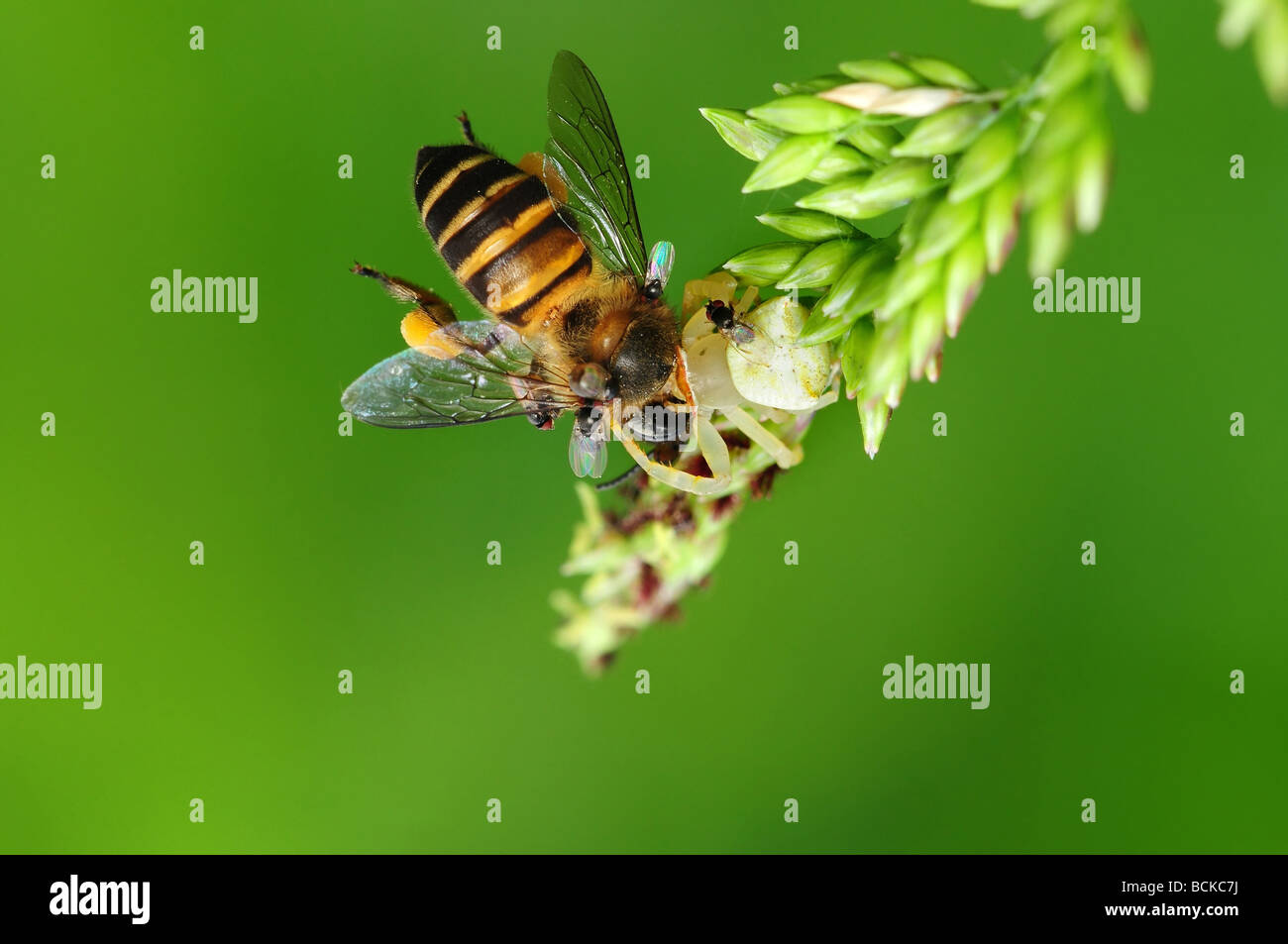 crab spider eating a bee in the parks Stock Photo Alamy