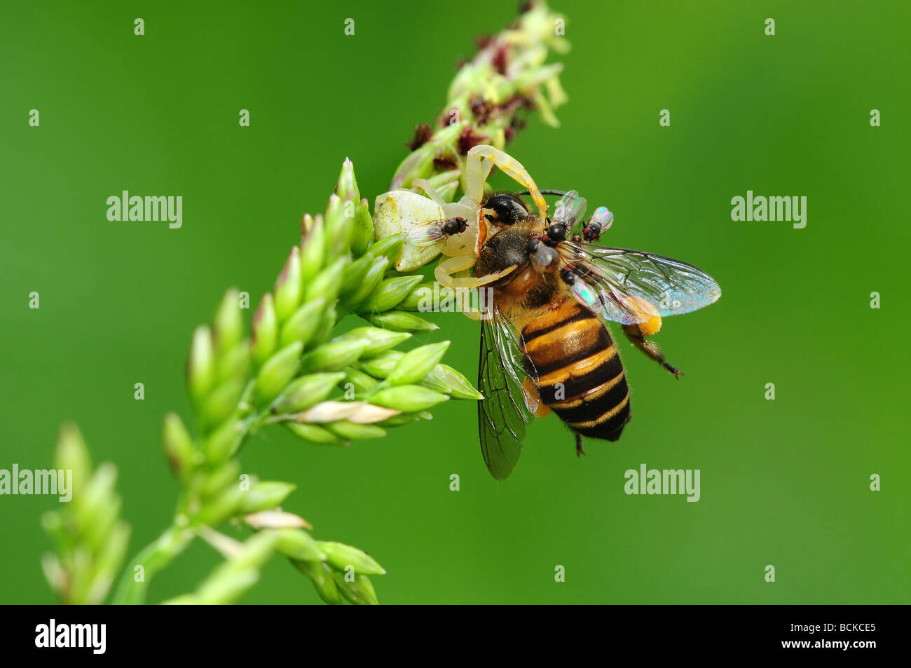 crab spider eating a bee in the parks Stock Photo