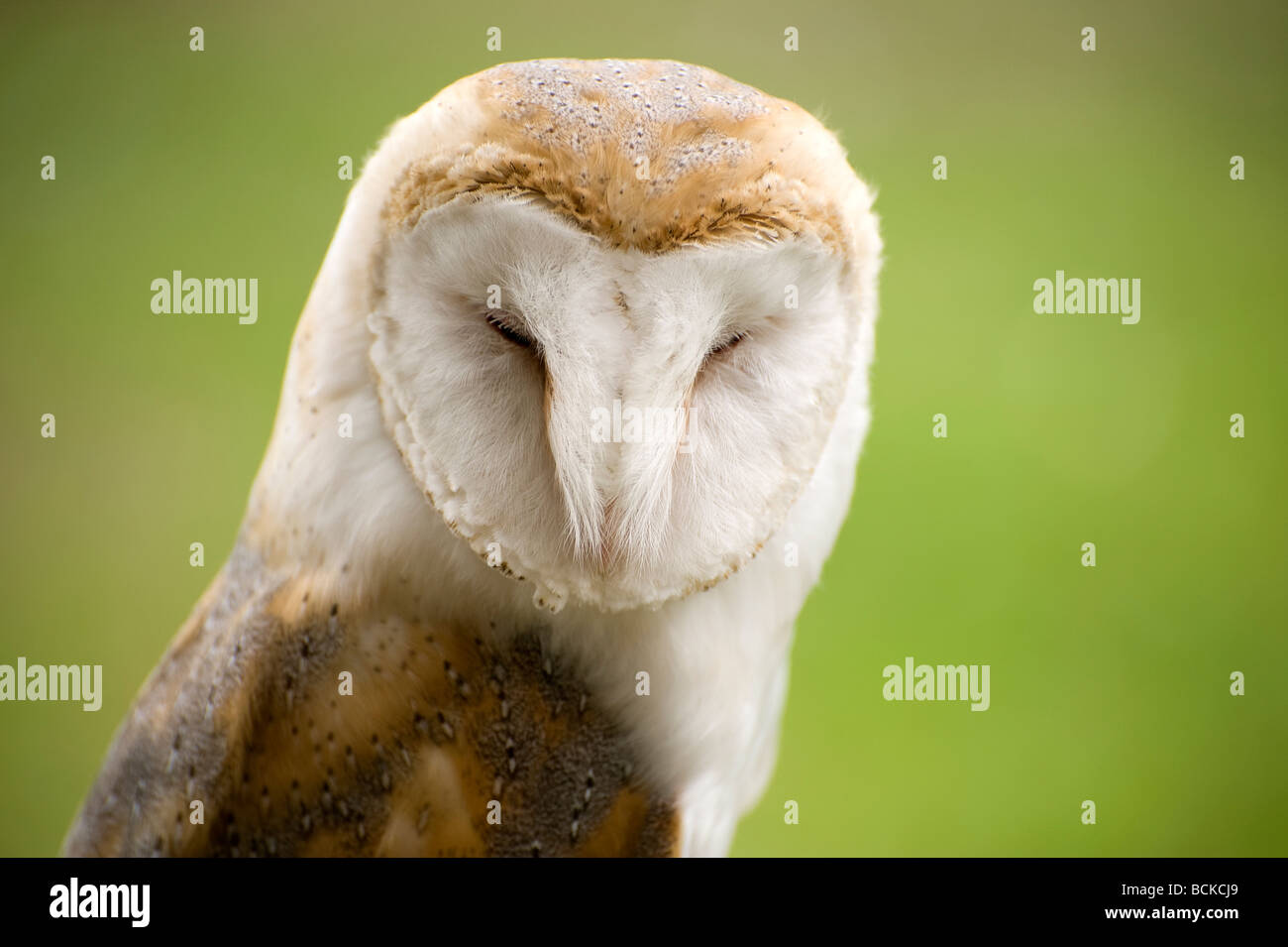 barn owl portrait Stock Photo