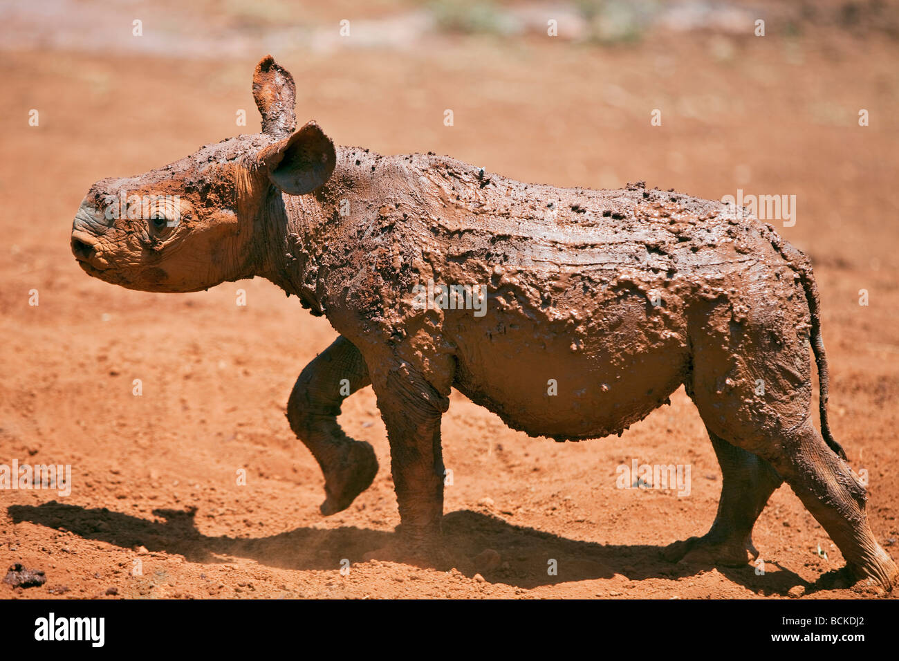 Kenya, Nairobi. An orphaned baby black rhino at the David Sheldrick Wildlife Trust in Nairobi National Park. Stock Photo
