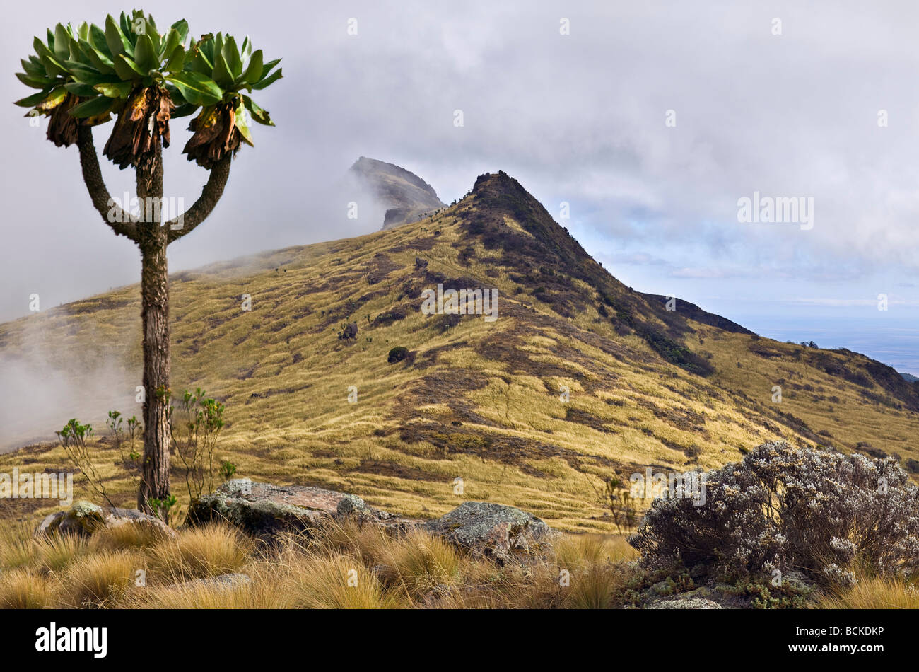 Kenya, Aberdares. Hardy moorland vegetation at 10,000 feet with a giant groundsel in the foreground. Stock Photo
