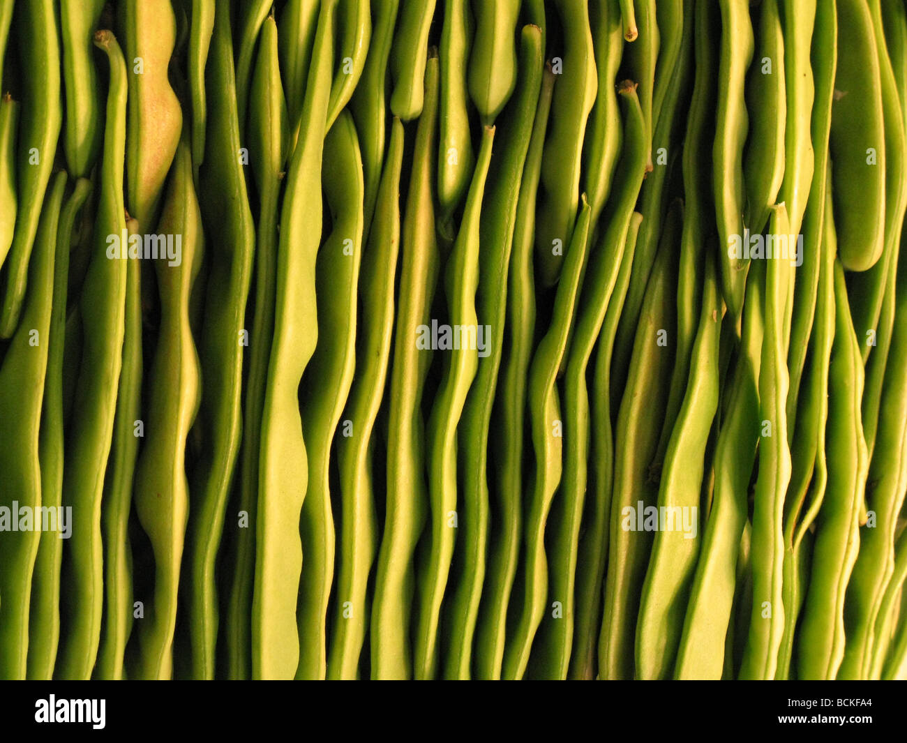 Corrugated patterns from assorted bright green pole beans Stock Photo ...