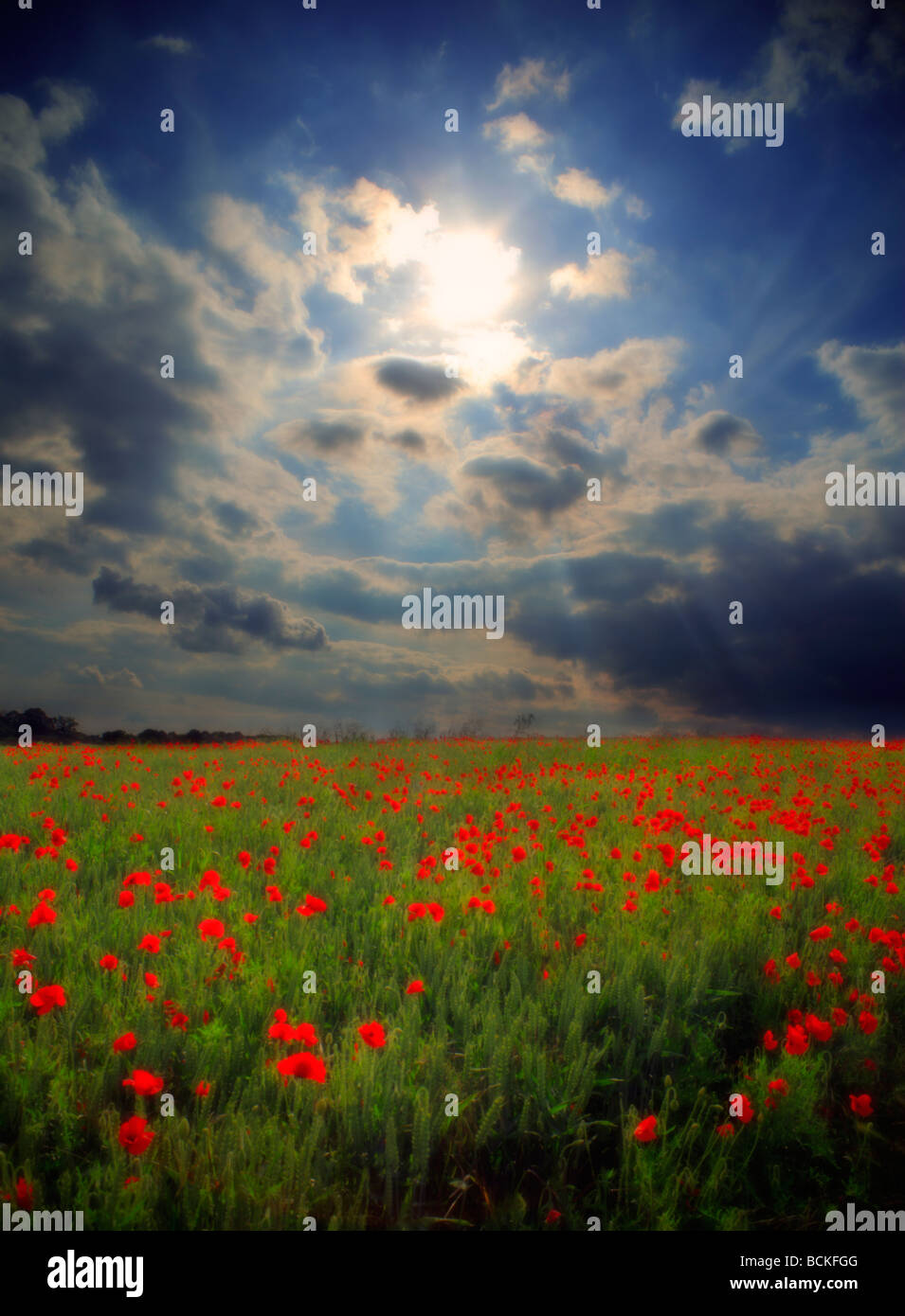 Beautiful poppy field clouds hi-res stock photography and images - Alamy