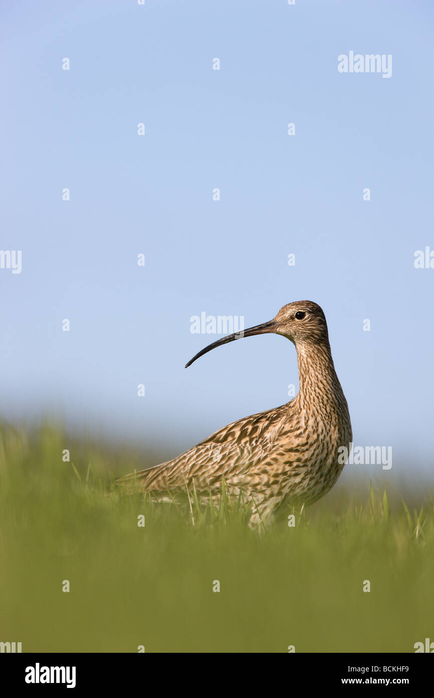 bird long-billed curlew bill beak fowl storspov green blue sky field cautious Stock Photo