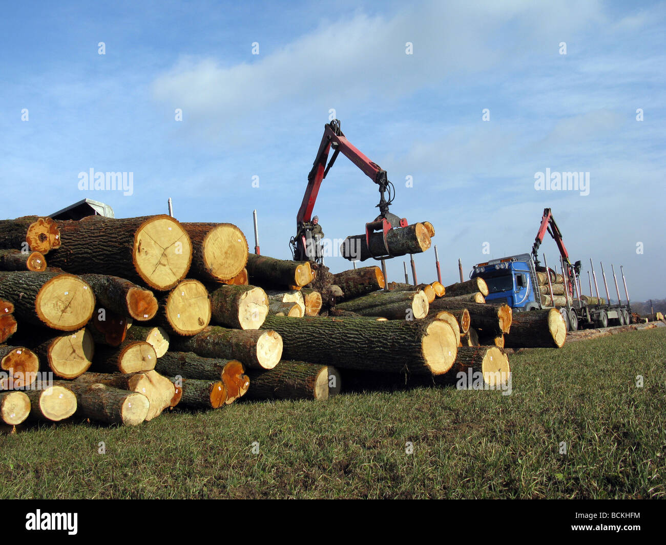 Forestry workers at loading of logs with a crane Stock Photo
