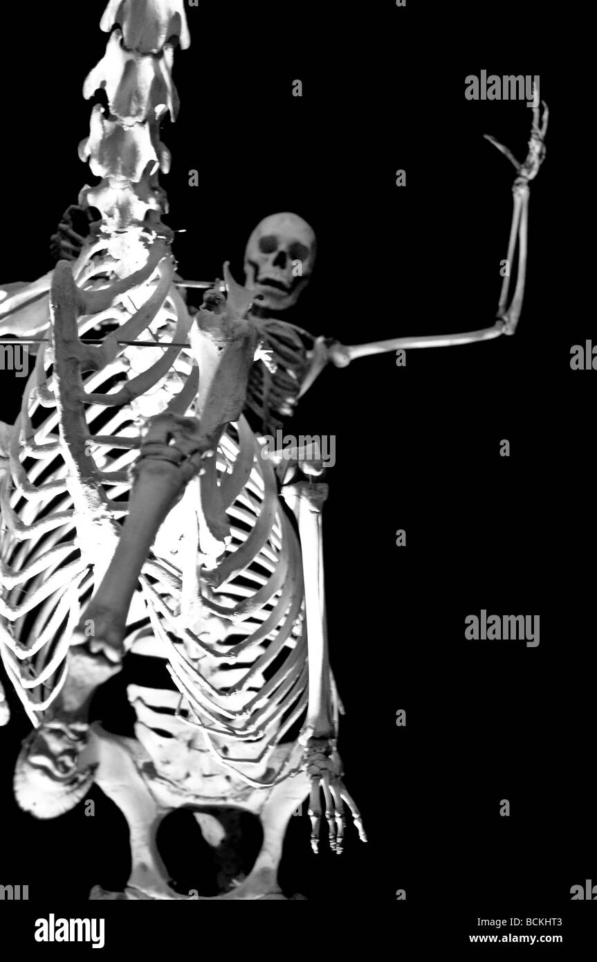 Human skeleton riding a horse skeleton Australian Museum Sydney NSW Australia Stock Photo