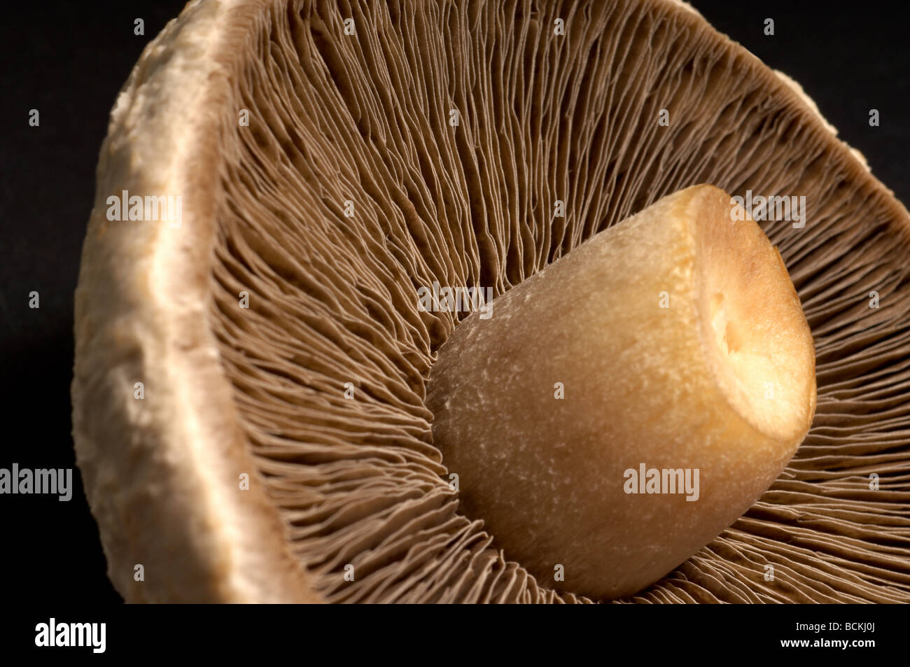 Close up of edible mushroom Stock Photo