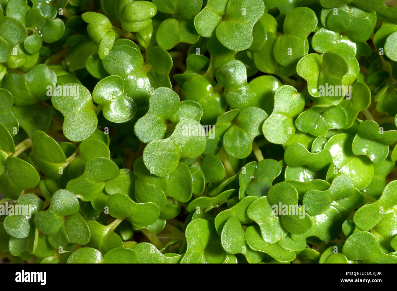 Watercress Stock Photo