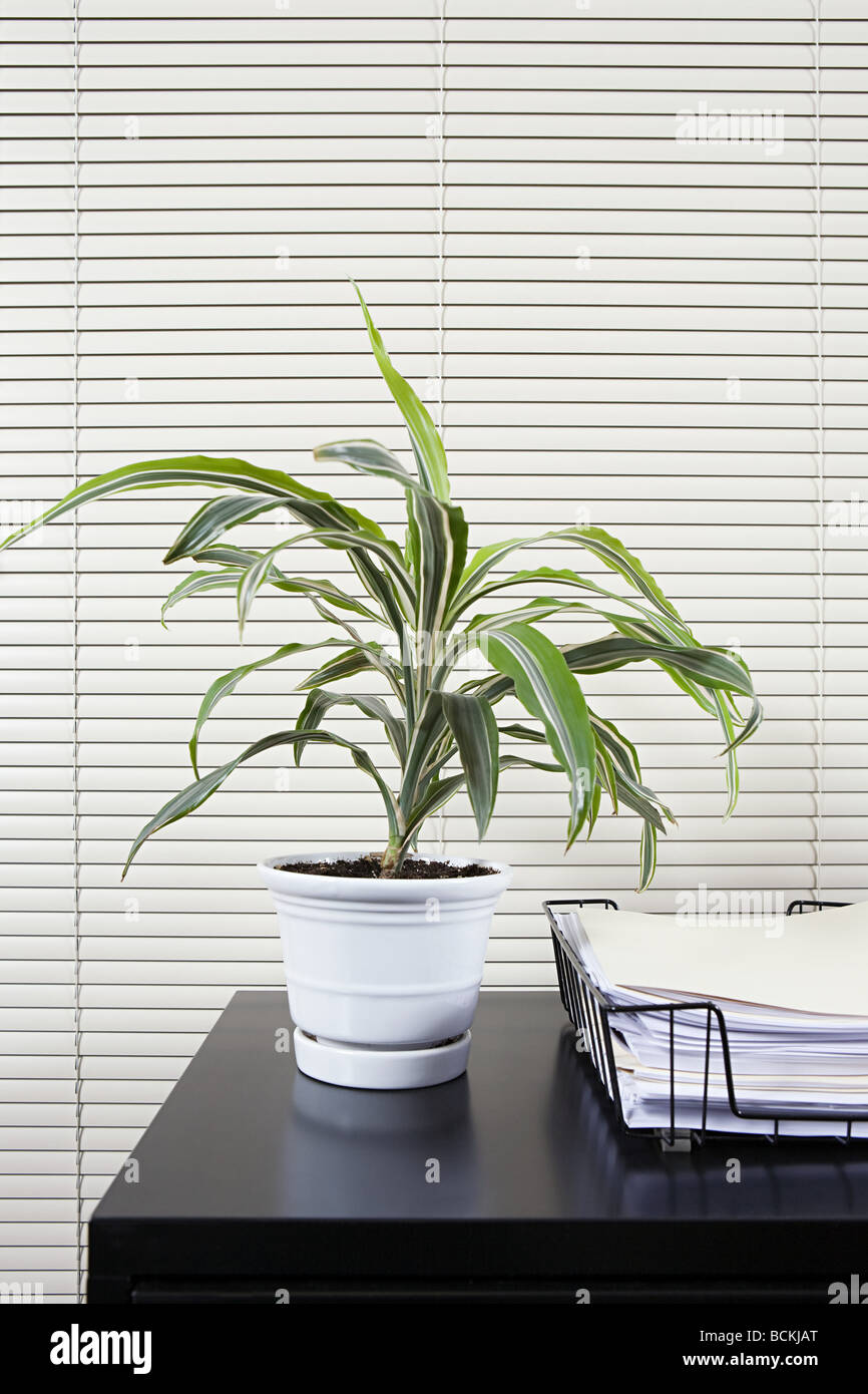Pot plant on an office desk Stock Photo Alamy