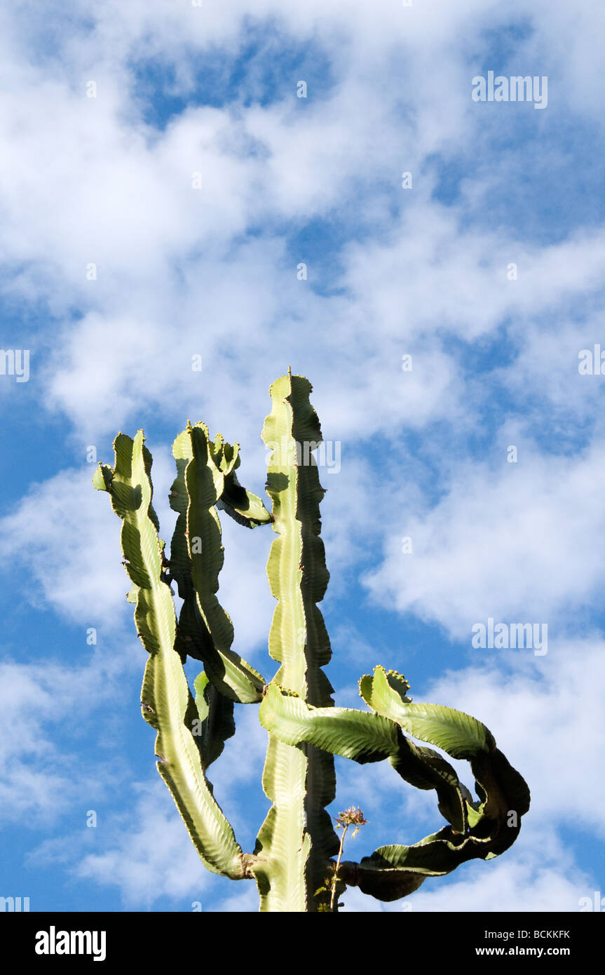 Cactus in the village Deia on the balearic island Mallorca, Spain. Stock Photo