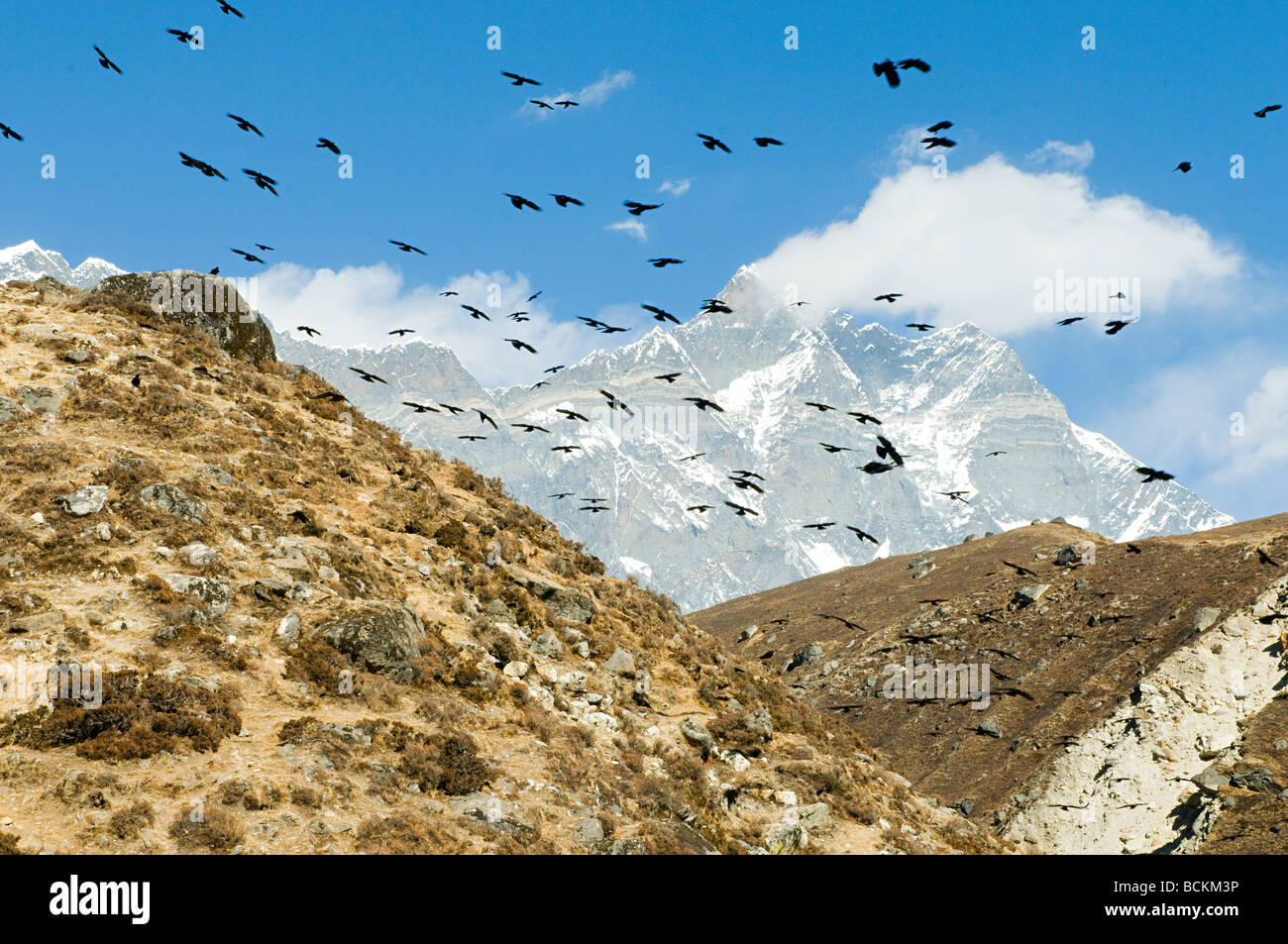 Crows over himalayas Stock Photo