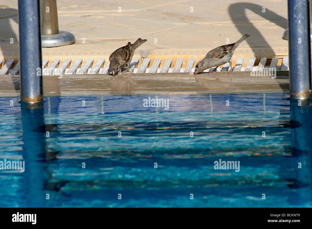 Sparrows drinking swimming pool water in Lapta Cyprus Stock Photo Alamy