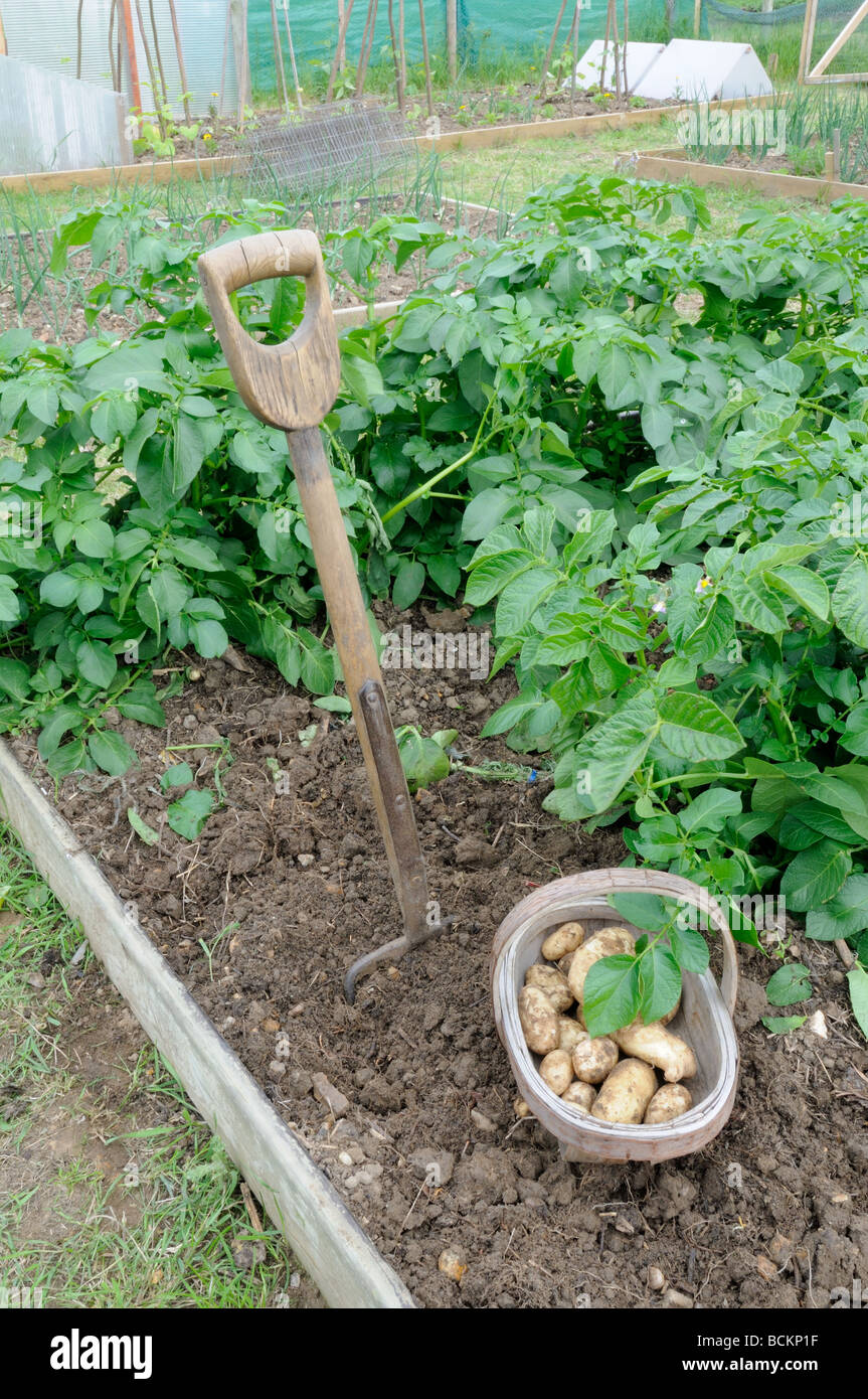 Early potatoes hi-res stock photography and images - Alamy