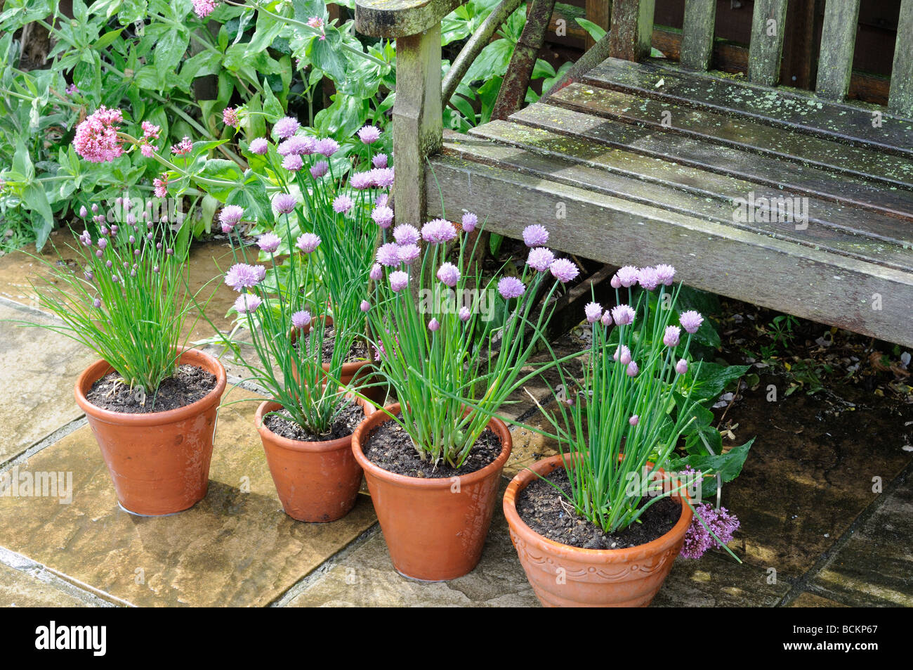 Garden Patio Pot Plants High Resolution Stock Photography and Images