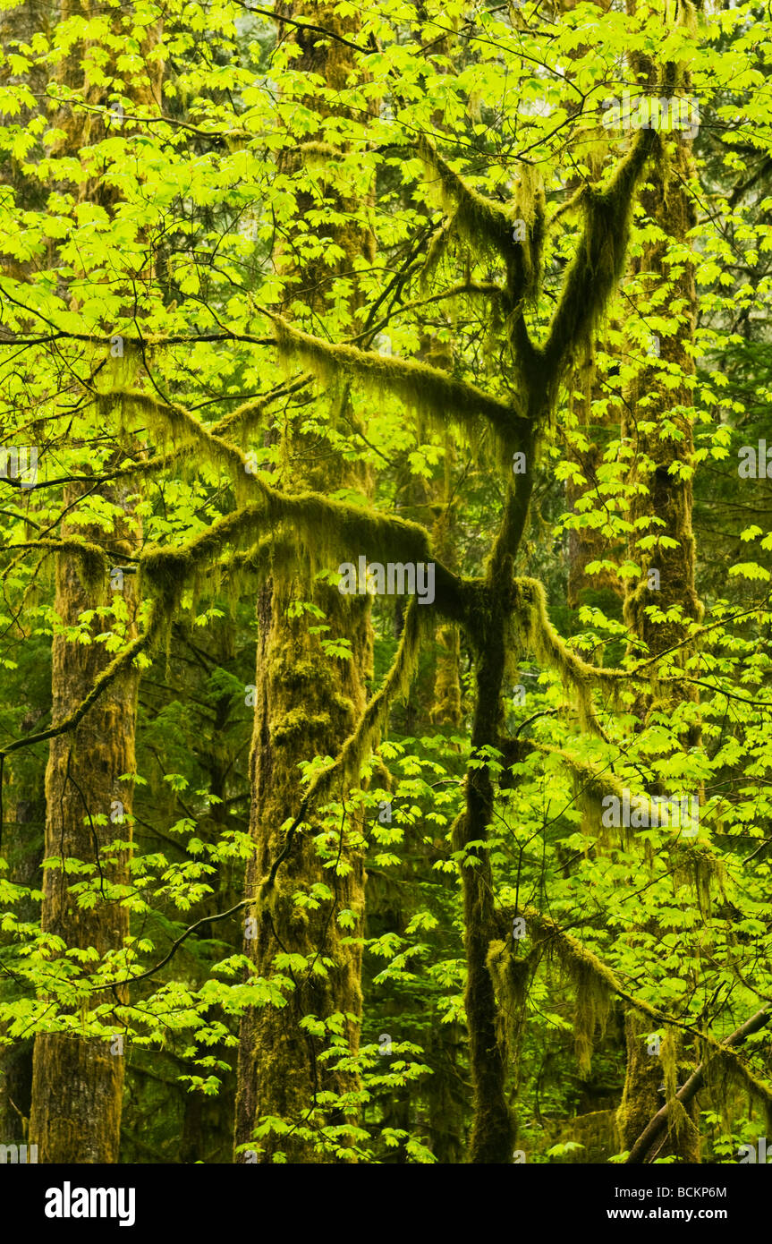 Temperate Rainforest, Hoh River Valley, Olympic National Park, Washington, USA Stock Photo
