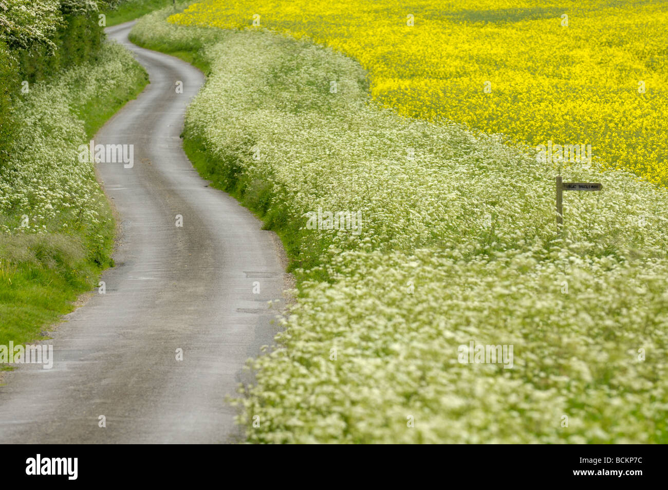 Winding country lane with Cow parsley covered verges and public bridalway sign UK May Stock Photo