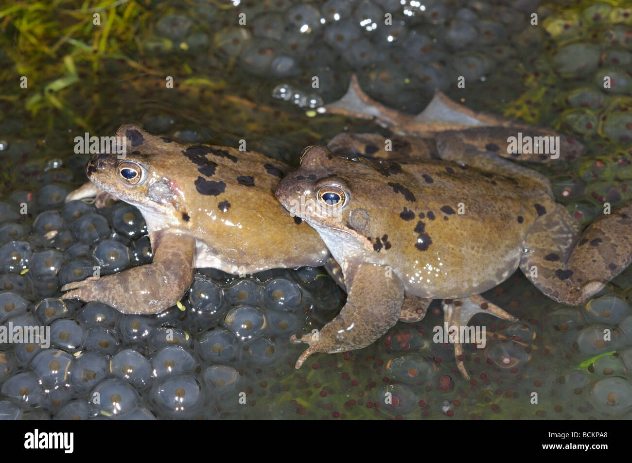 Garden wildlife Frogs common frog rana temporaria adults in mating activity in garden pond in spring March Stock Photo