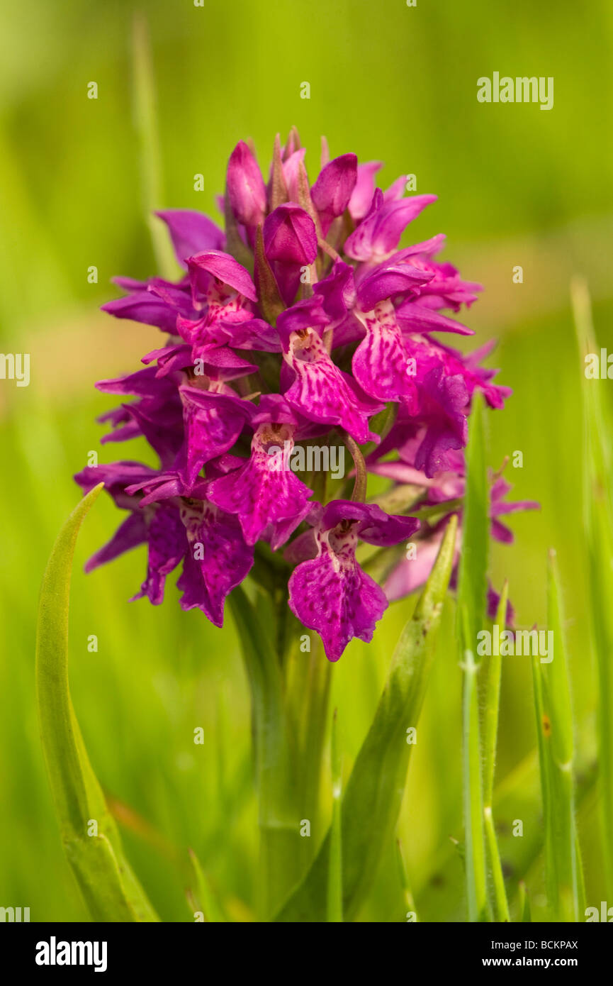 Marsh Orchid (Dactylorhiza sp.) Saltee Islands, Ireland Stock Photo