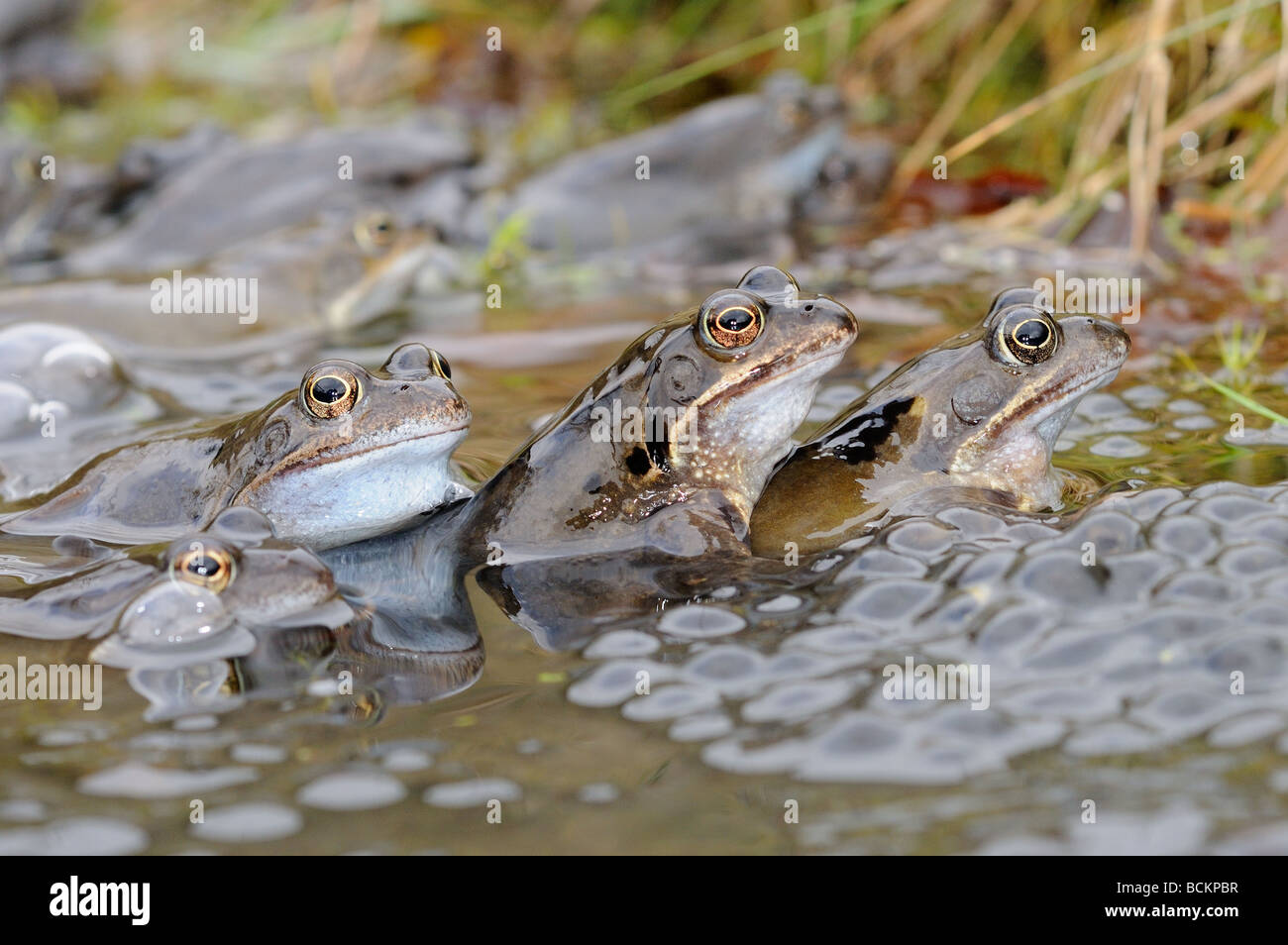 Garden wildlife Frogs common frog rana temporaria adults in mating activity in garden pond in spring UK March Stock Photo