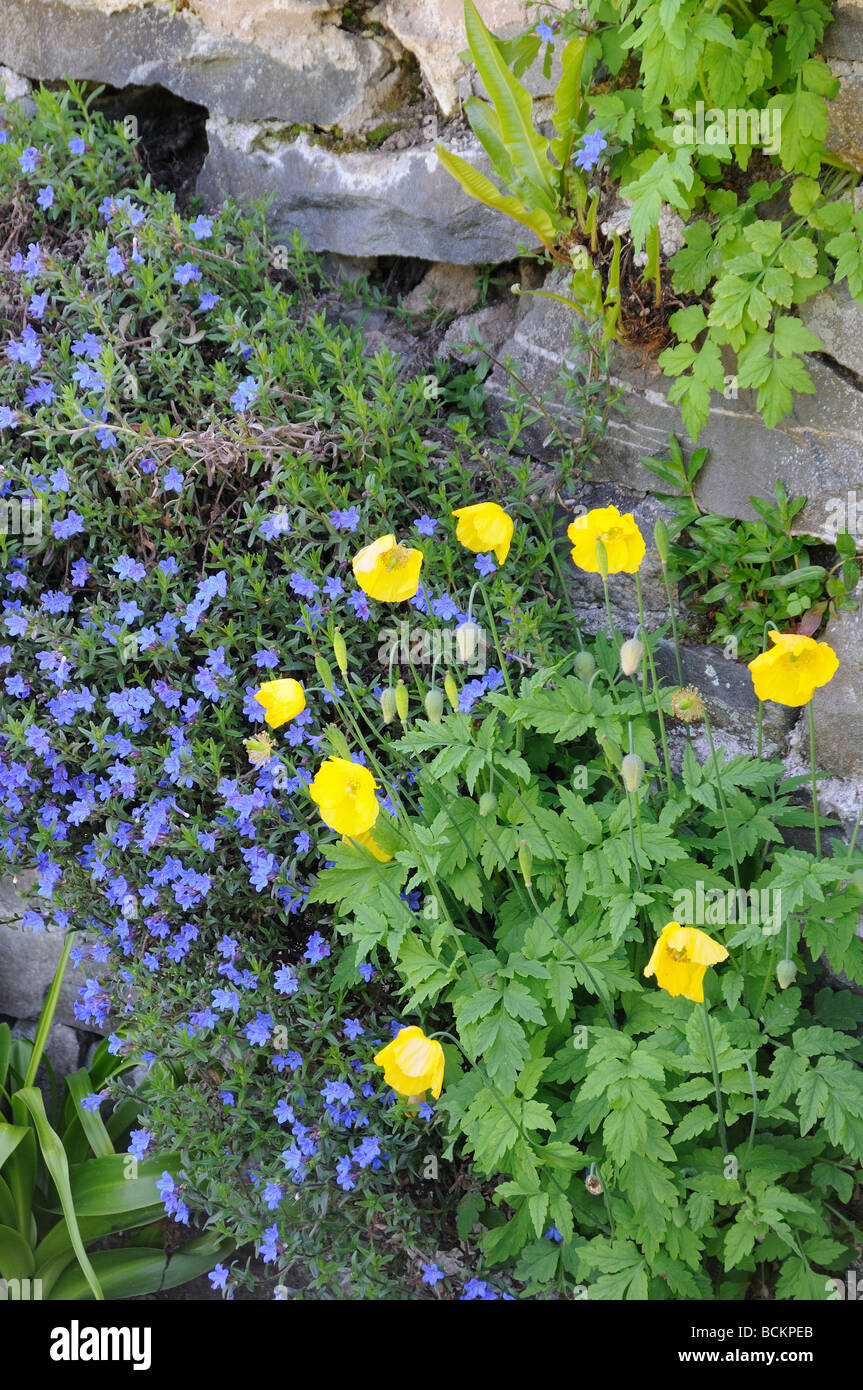 WELSH POPPIES GROWING IN A SLATE WALL UK MAY Stock Photo